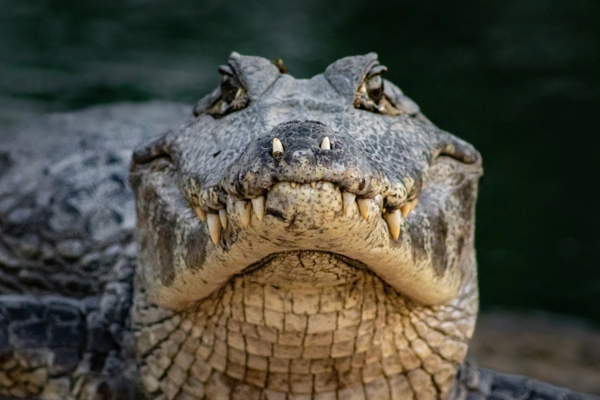 Tortuguero National Park Canoe Wildlife Tour