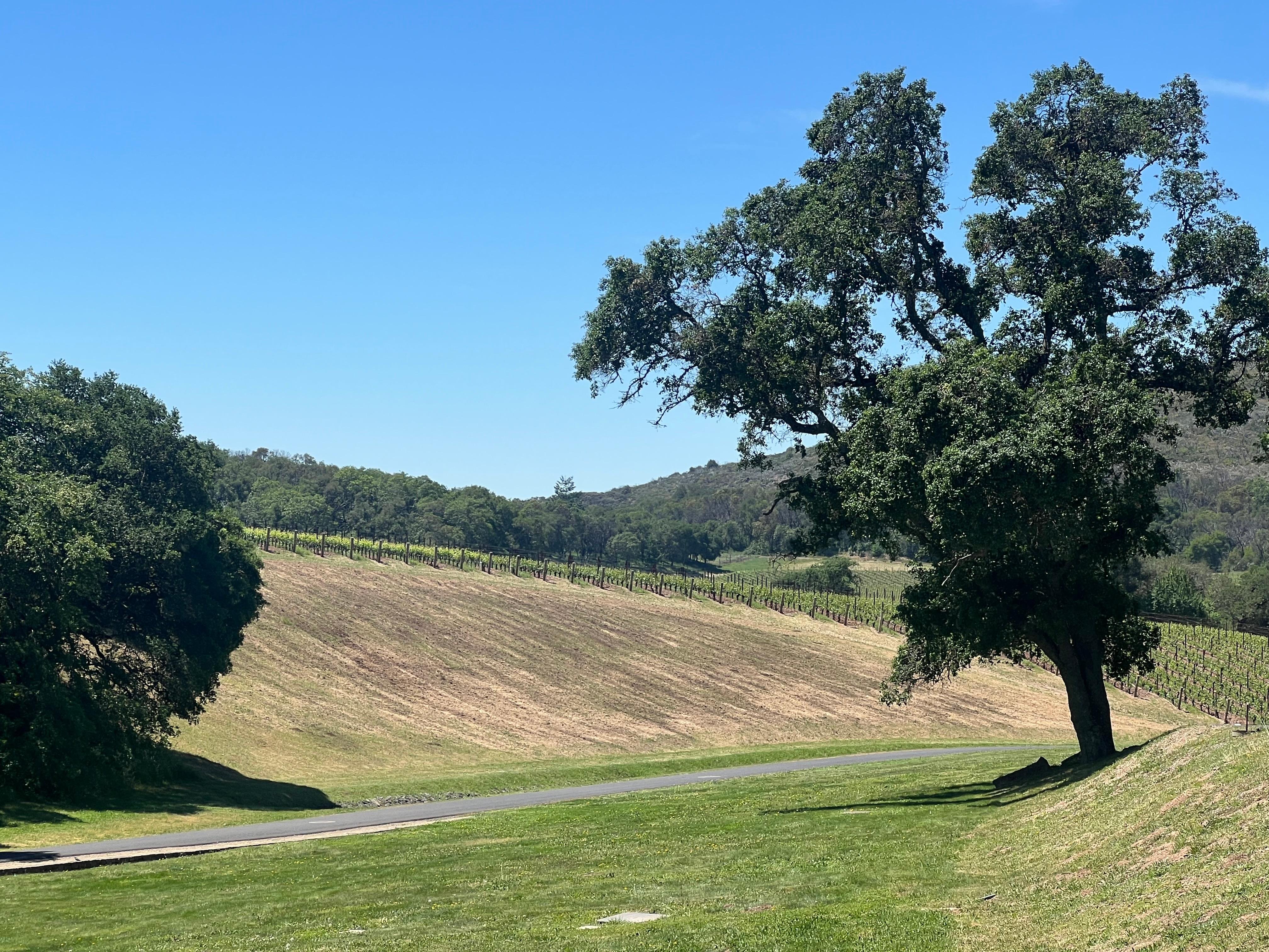 Napa Valley wine tour for couples — vineyards and tasting rooms — image 15