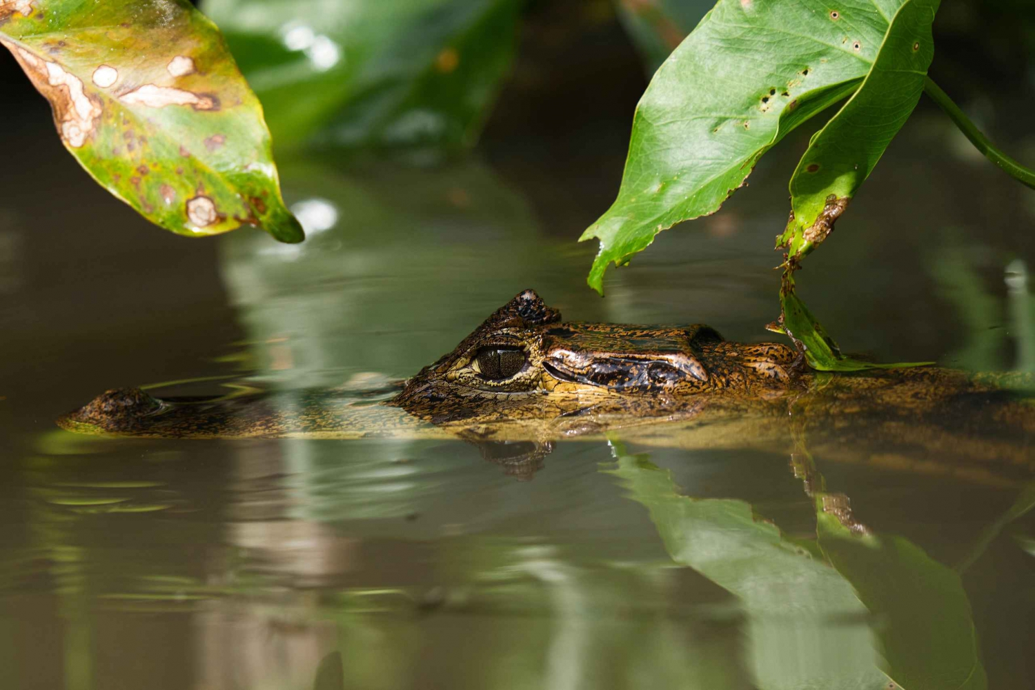 Tortuguero National Park Canoe Wildlife Tour