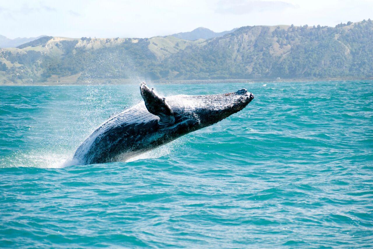 Private Catamaran Whale Watching in Samaná Bay