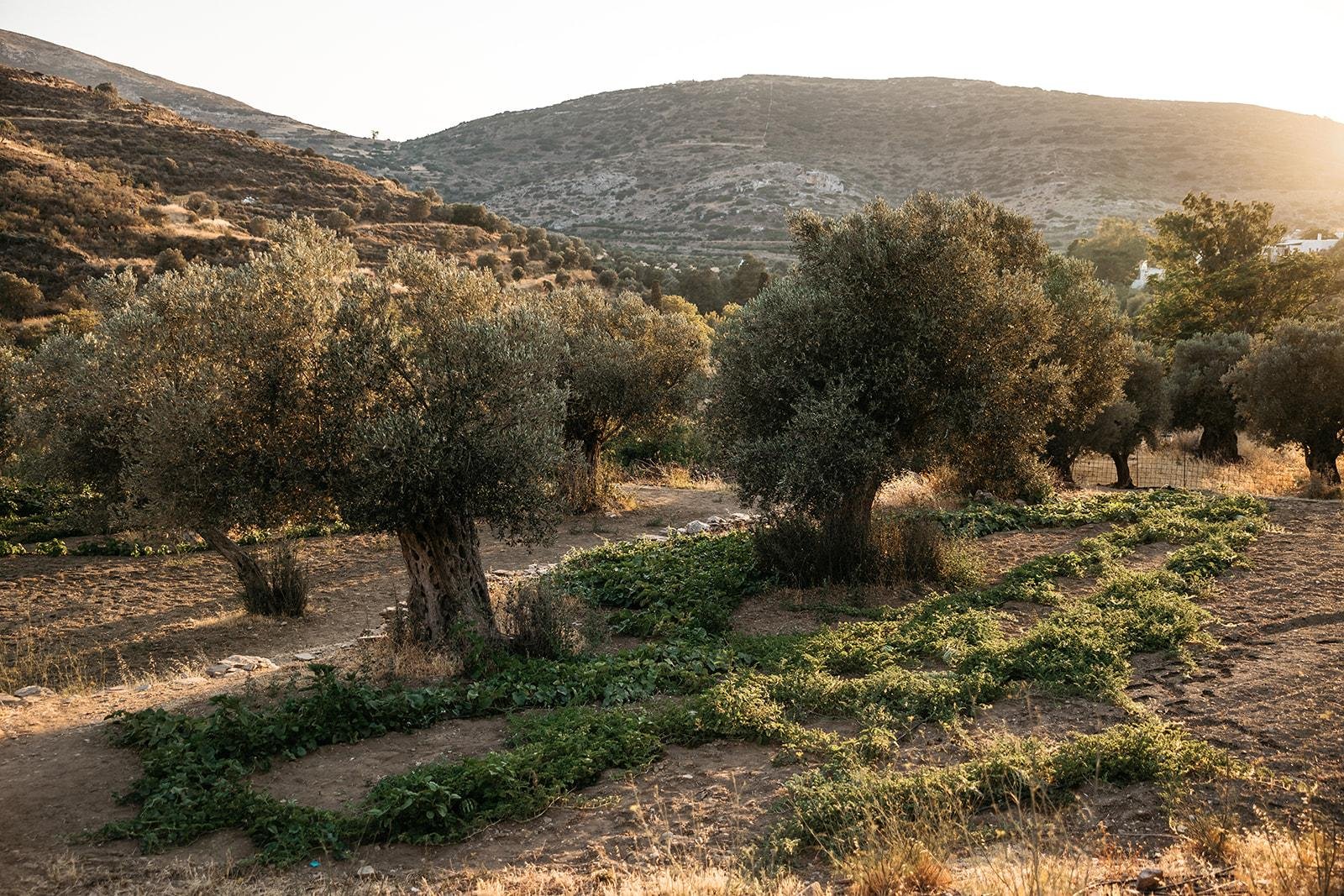 Greek island tour photo — image 13