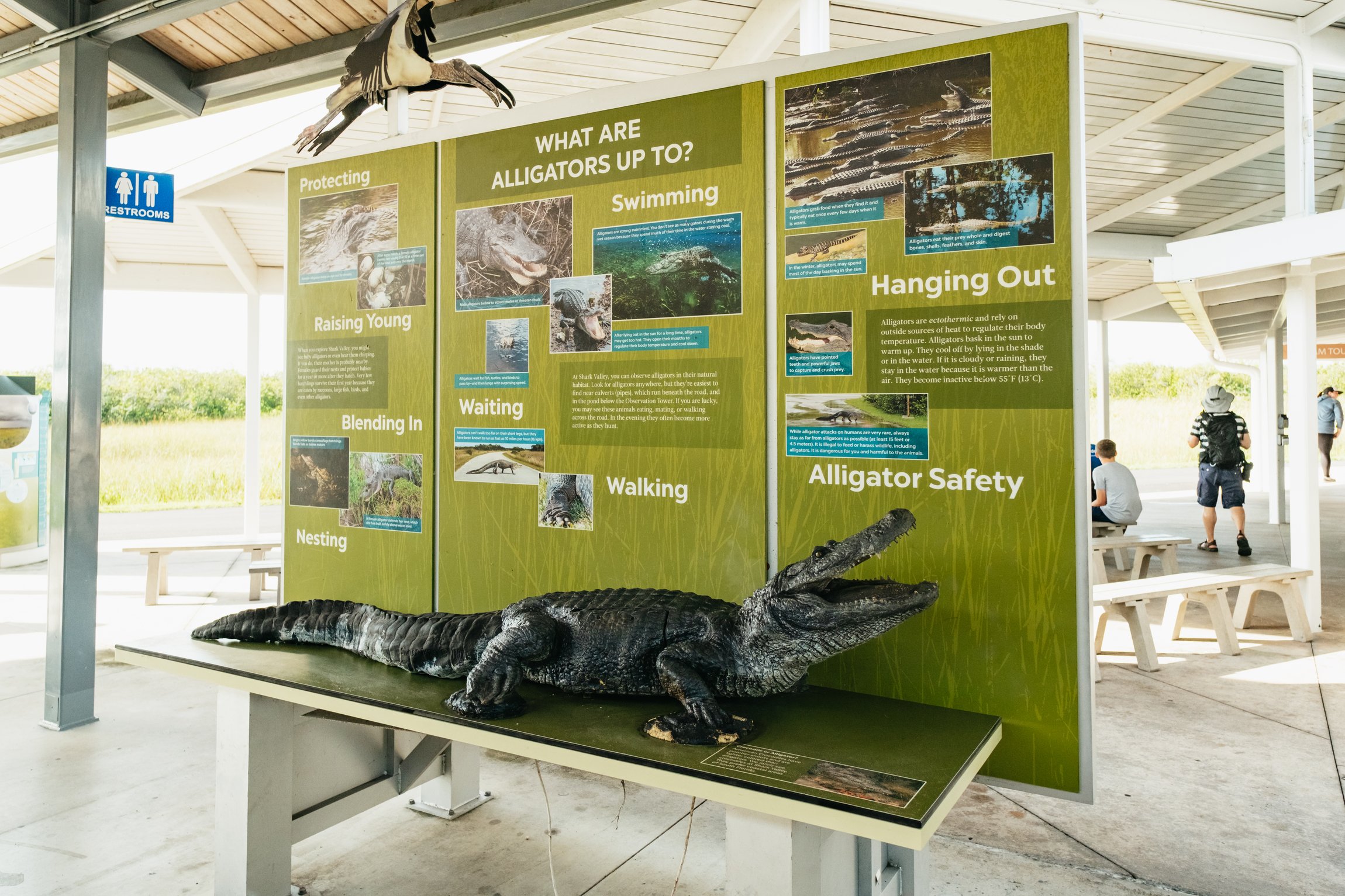 Everglades airboat tour sawgrass marsh alligator wildlife near Miami Florida — image 15