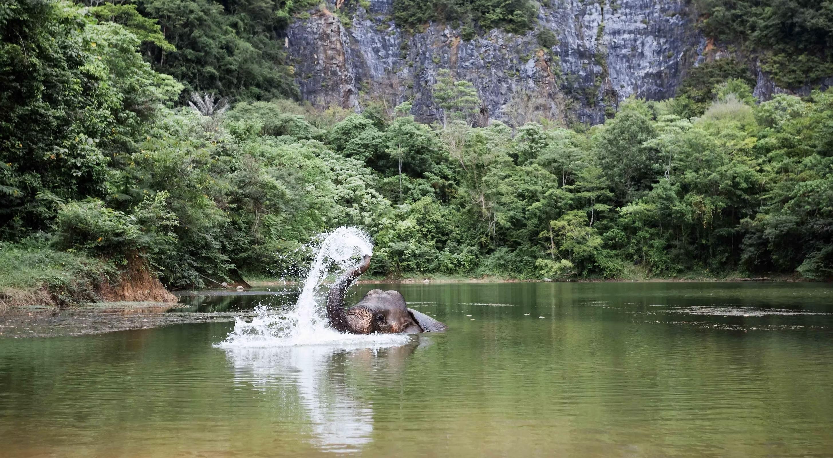 Krabi Elephant Sanctuary & Tiger Cave Temple Half-Day Tour
