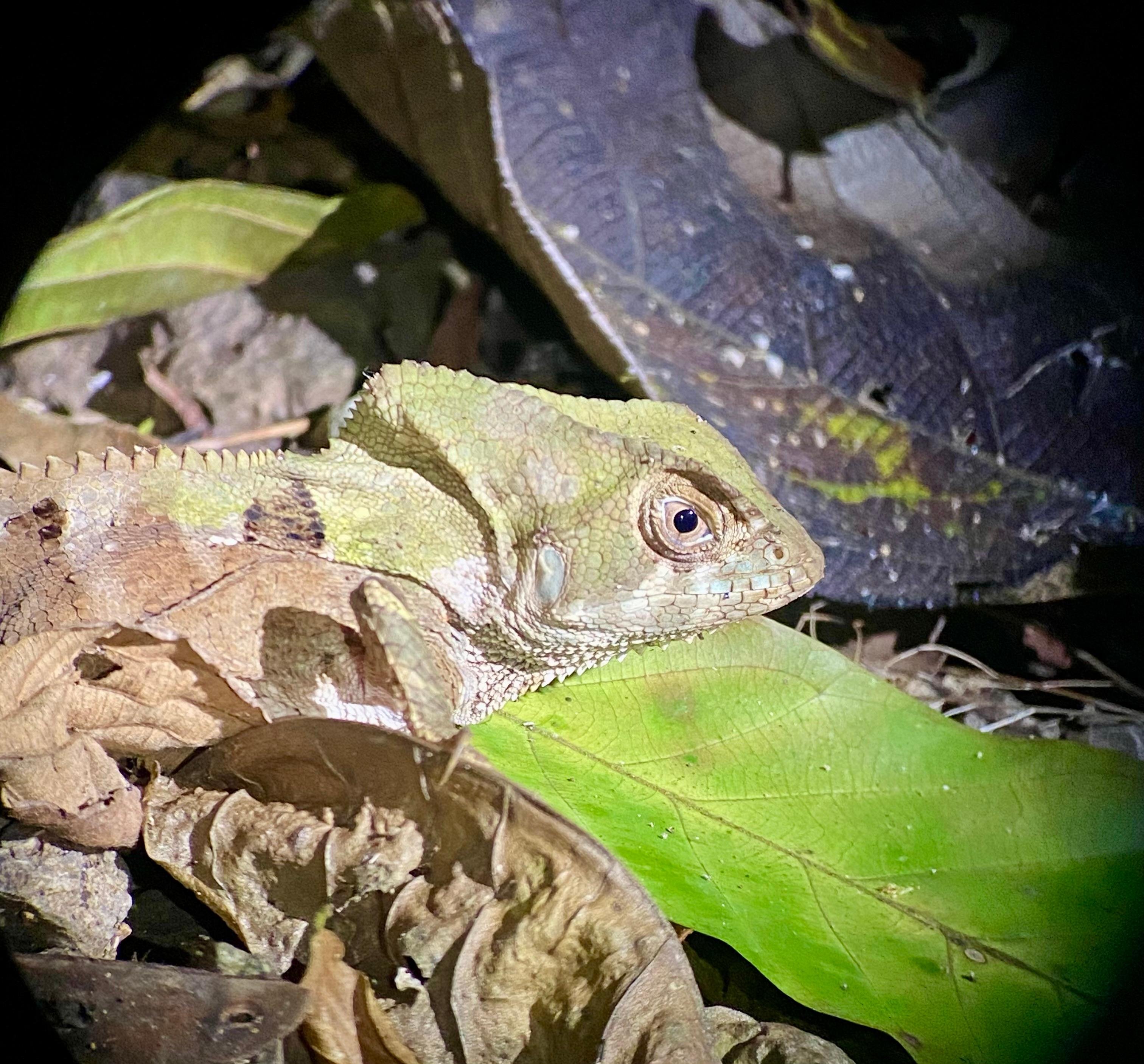 Manuel Antonio Night Wildlife Walk with Expert Naturalist