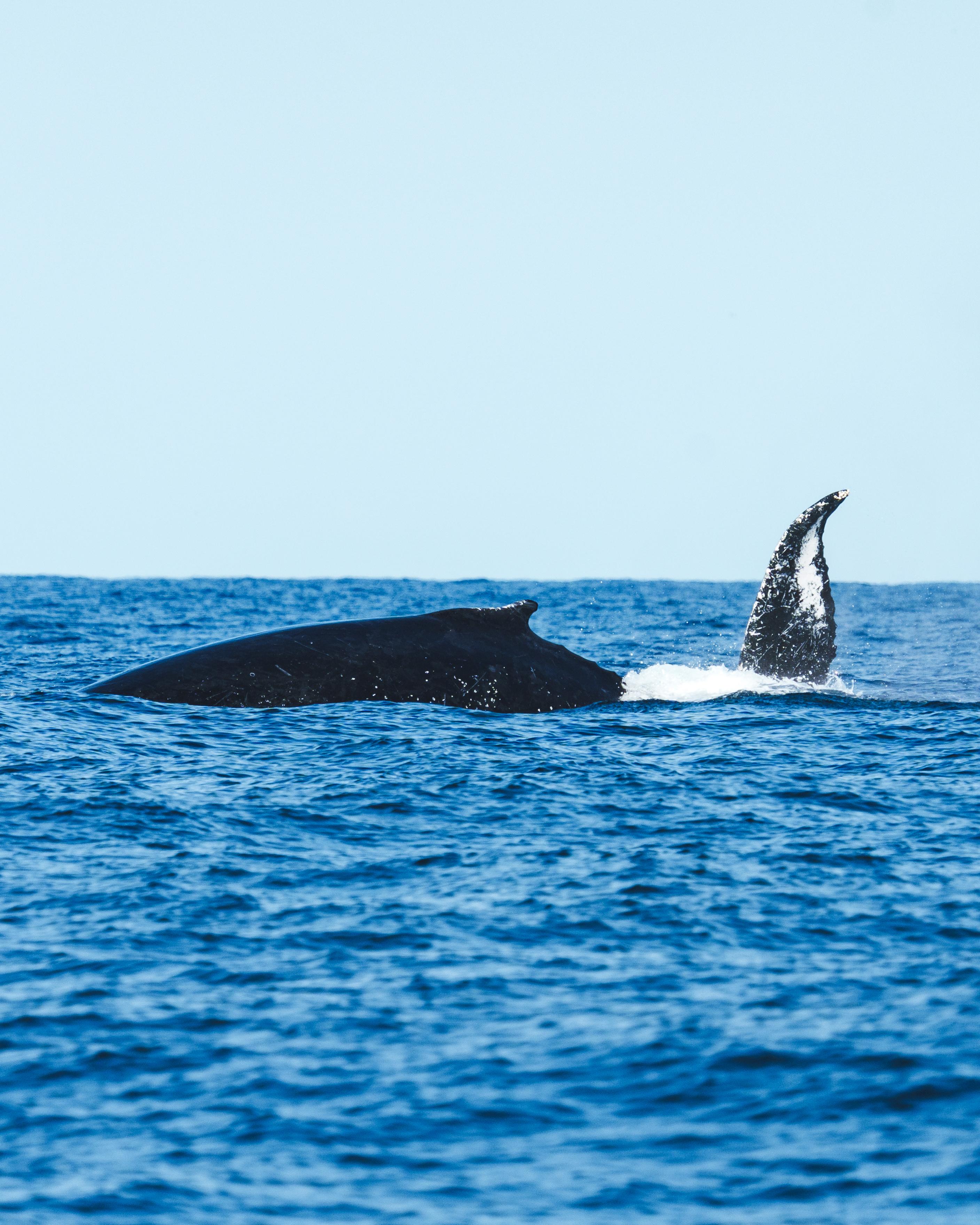 Rio de Janeiro Whale Watching Speedboat Adventure
