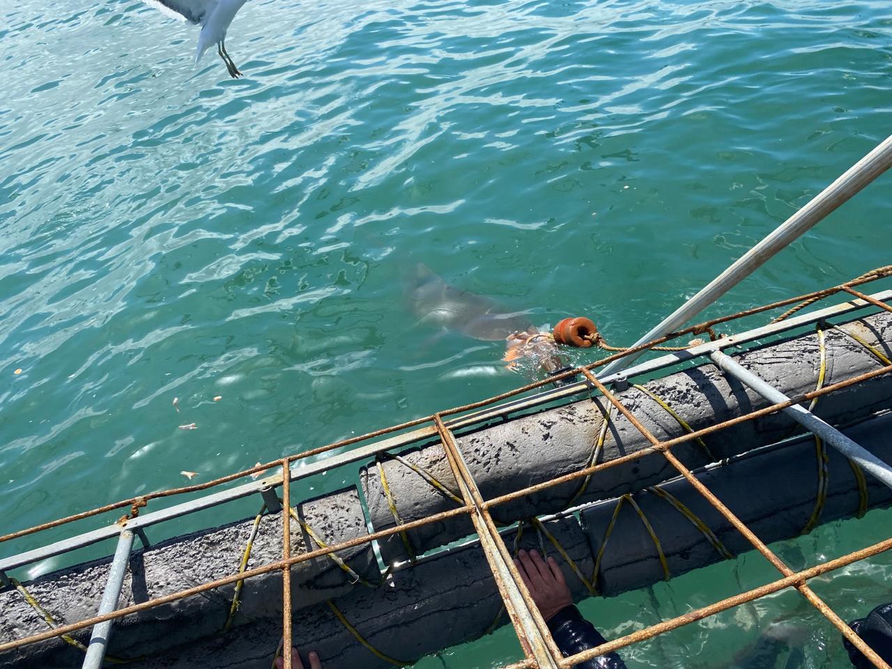 Private Shark Cage Diving Day Tour from Cape Town