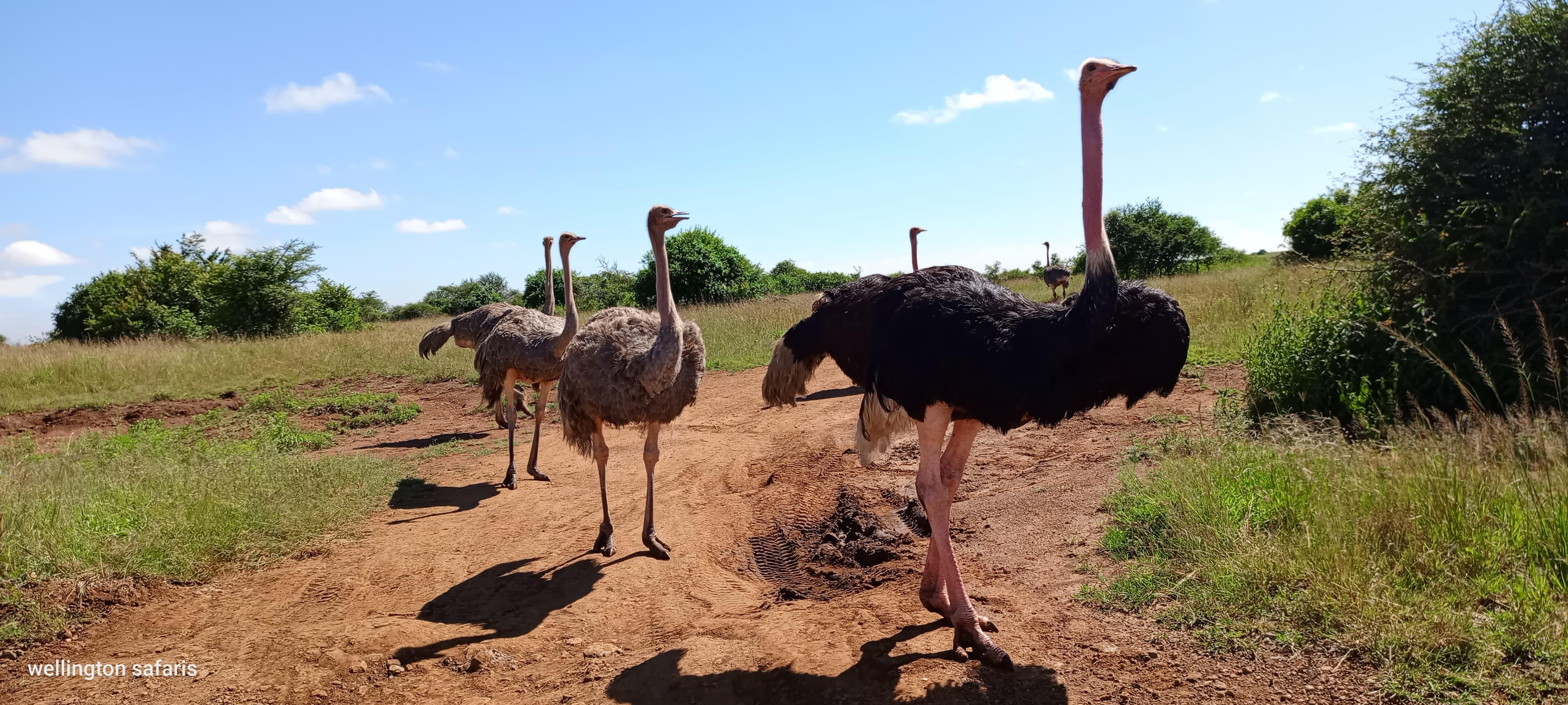 Nairobi National Park Half-Day Wildlife Safari
