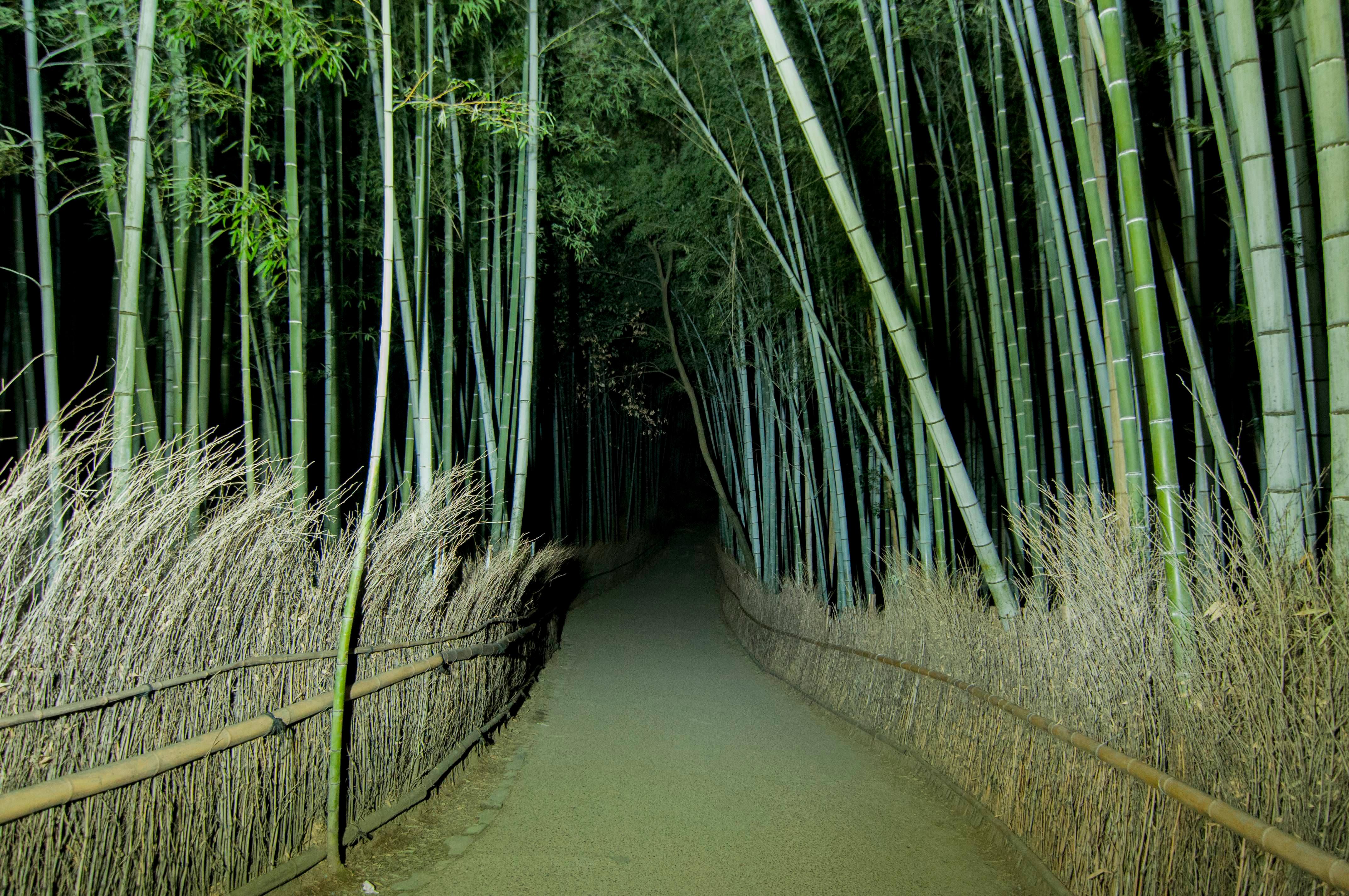 Kyoto experience — temples, geisha, bamboo grove — image 7