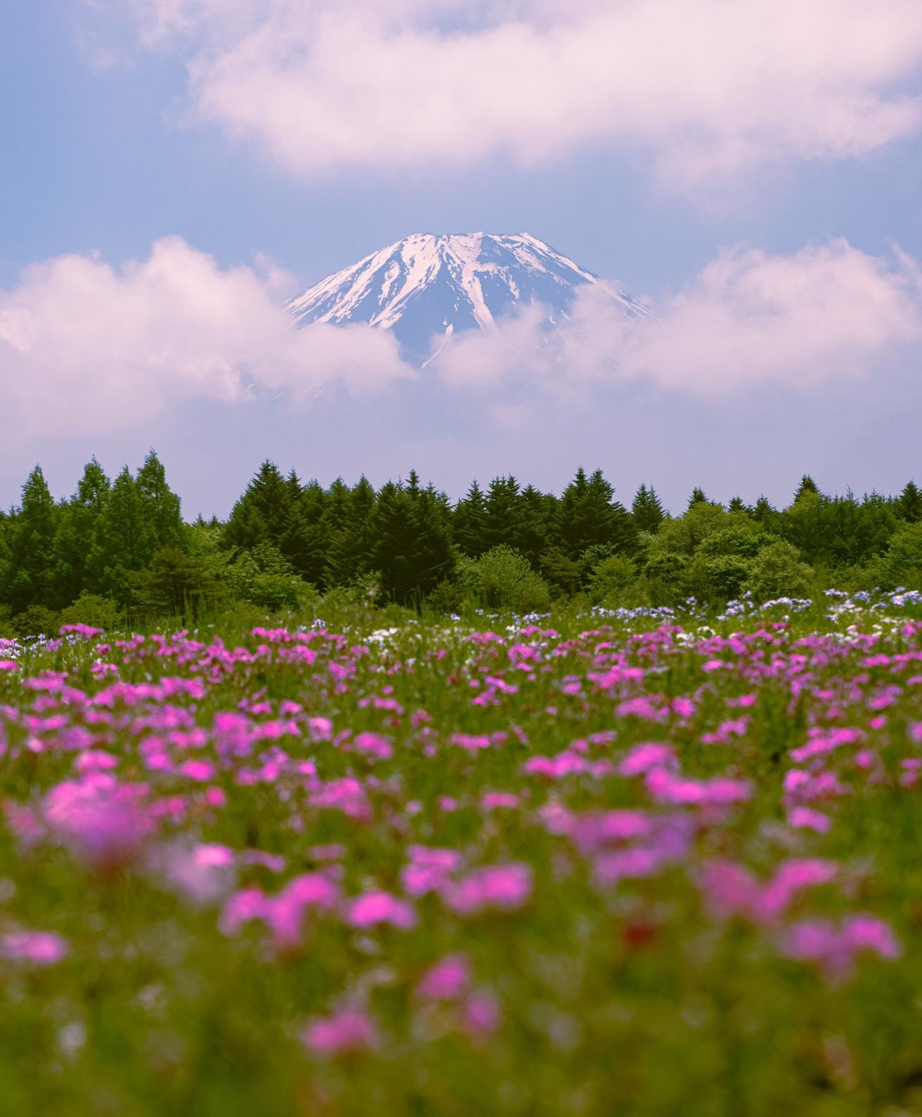 Private Mount Fuji & Hakone Day Tour from Tokyo