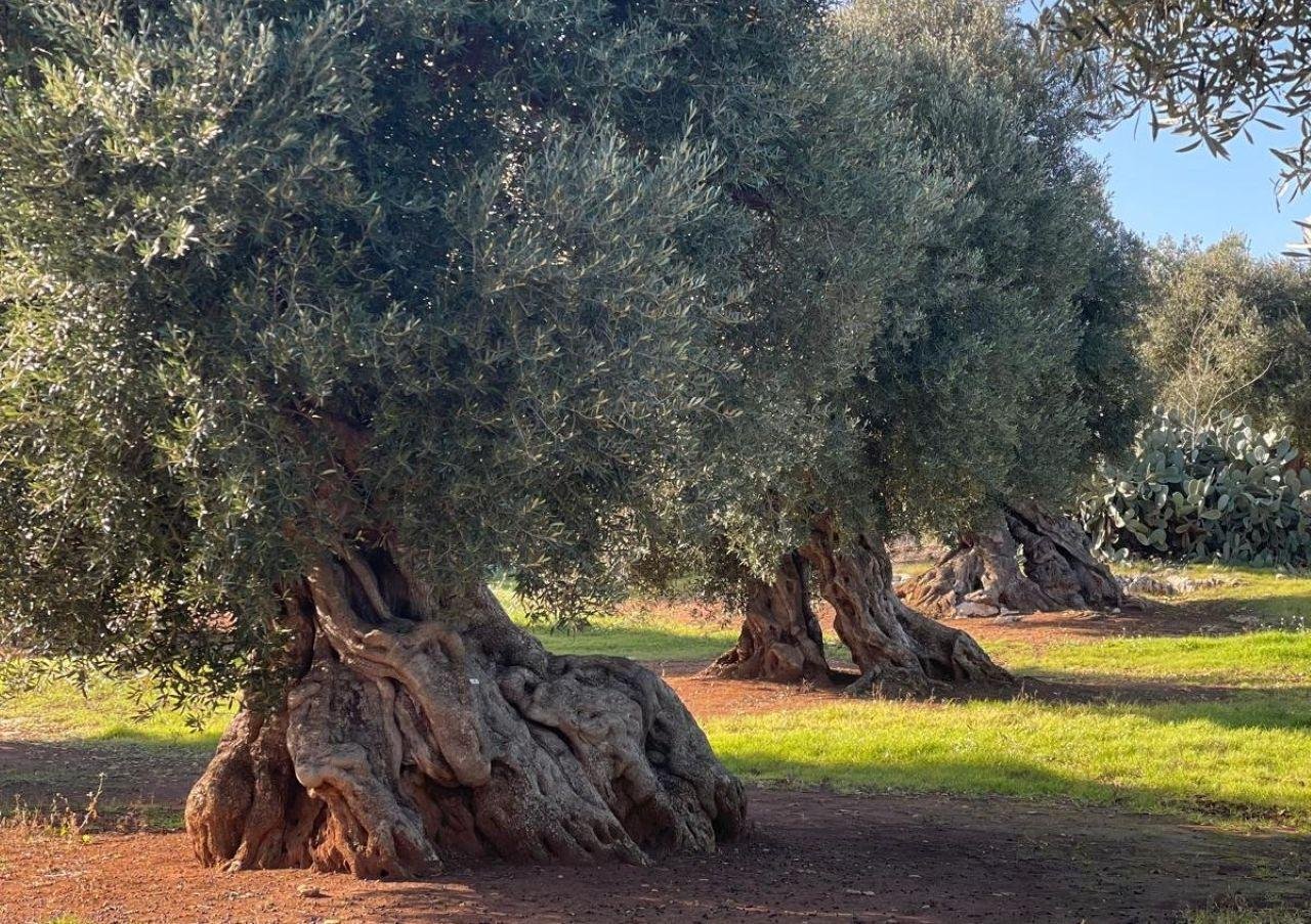 Ostuni Olive Oil Experience with Mill Tour & Tasting