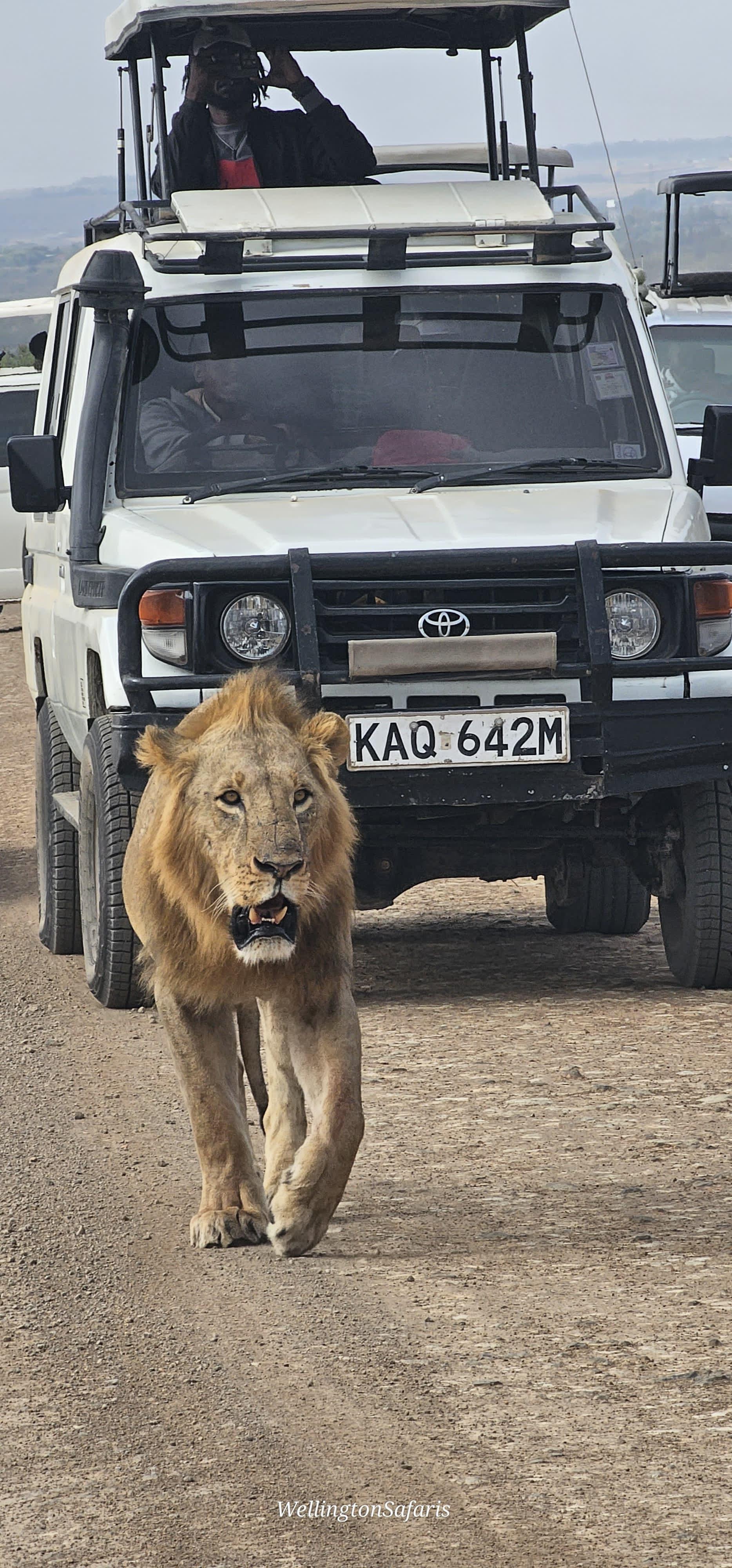 Nairobi National Park Safari with Optional Elephant Orphanage Visit