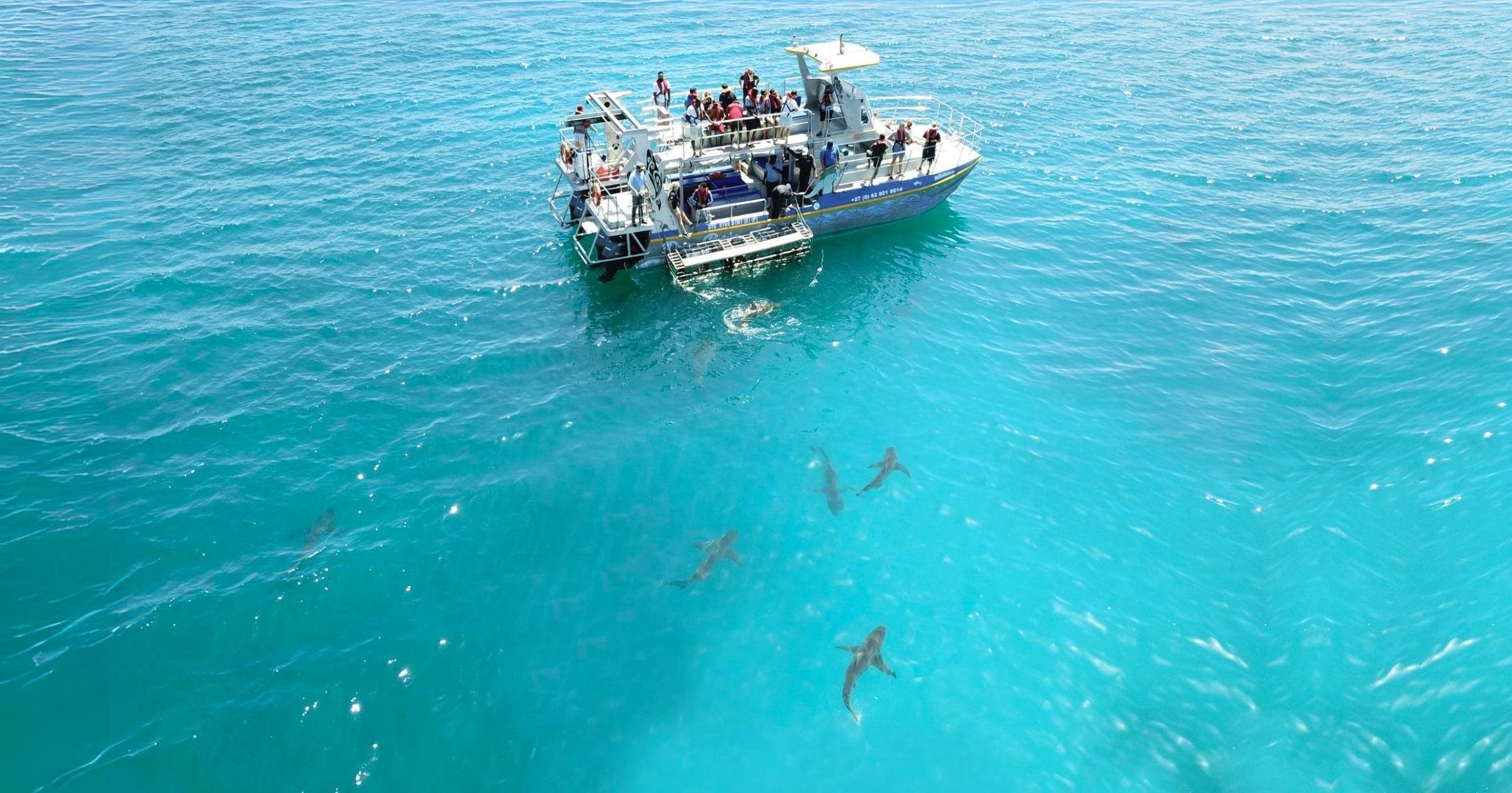 Gansbaai Eco Shark Cage Diving from Cape Town