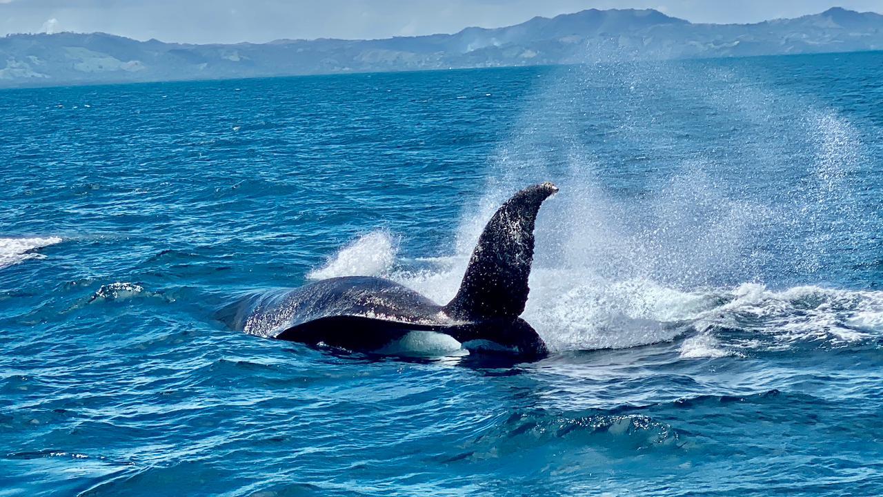 Samaná Bay & El Limón Waterfall Full-Day Adventure