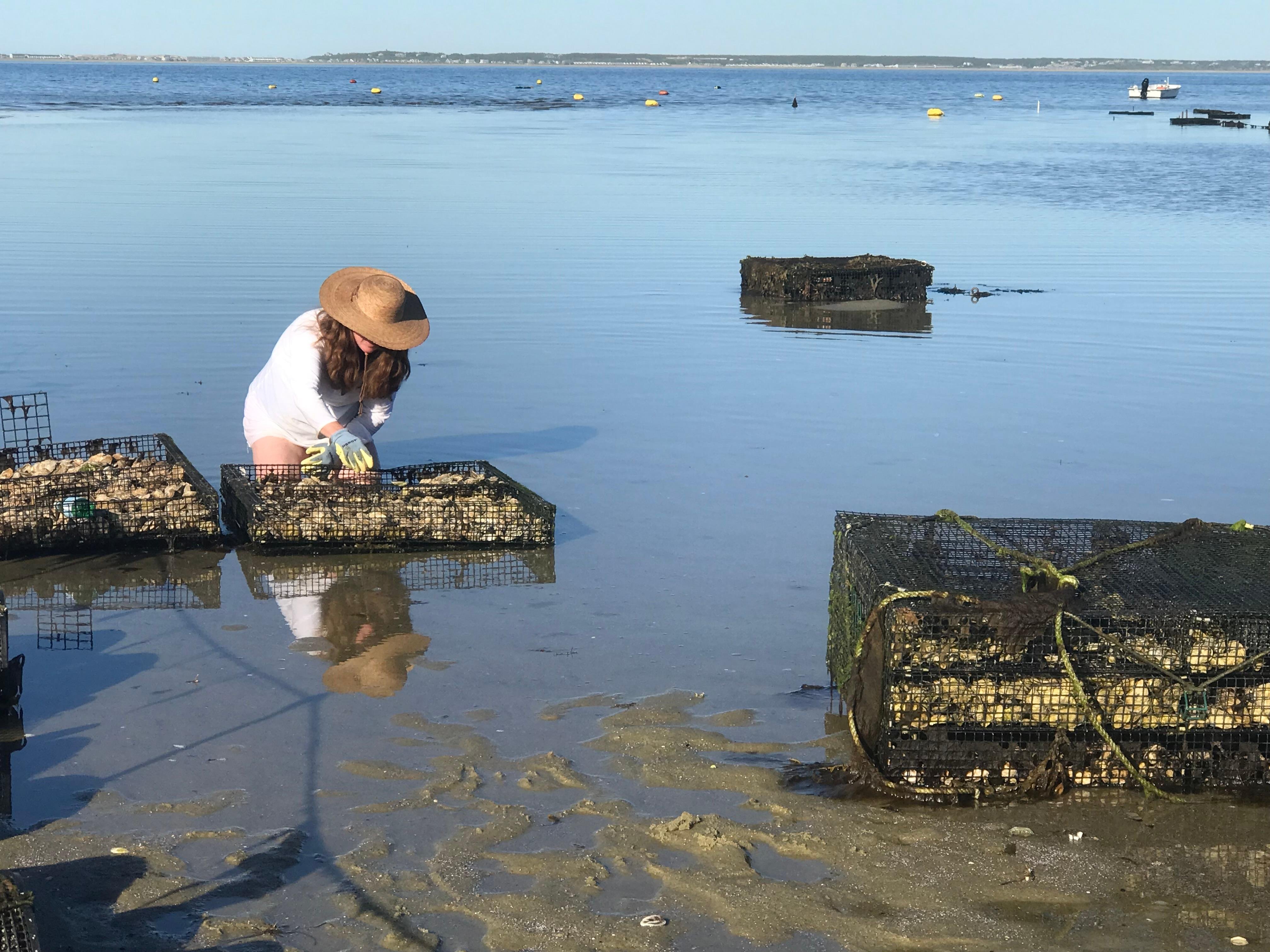 Provincetown Oyster Farm & Tidal Flats Experience