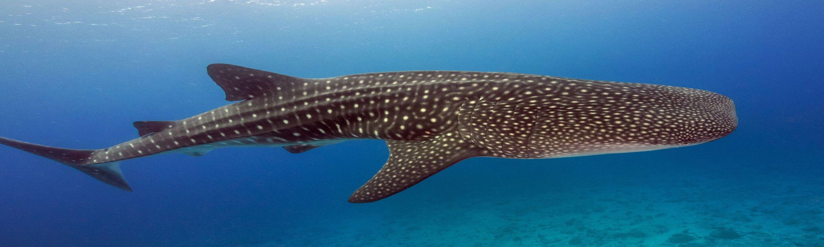 Whale Shark Snorkeling Adventure with Isla Mujeres Lunch