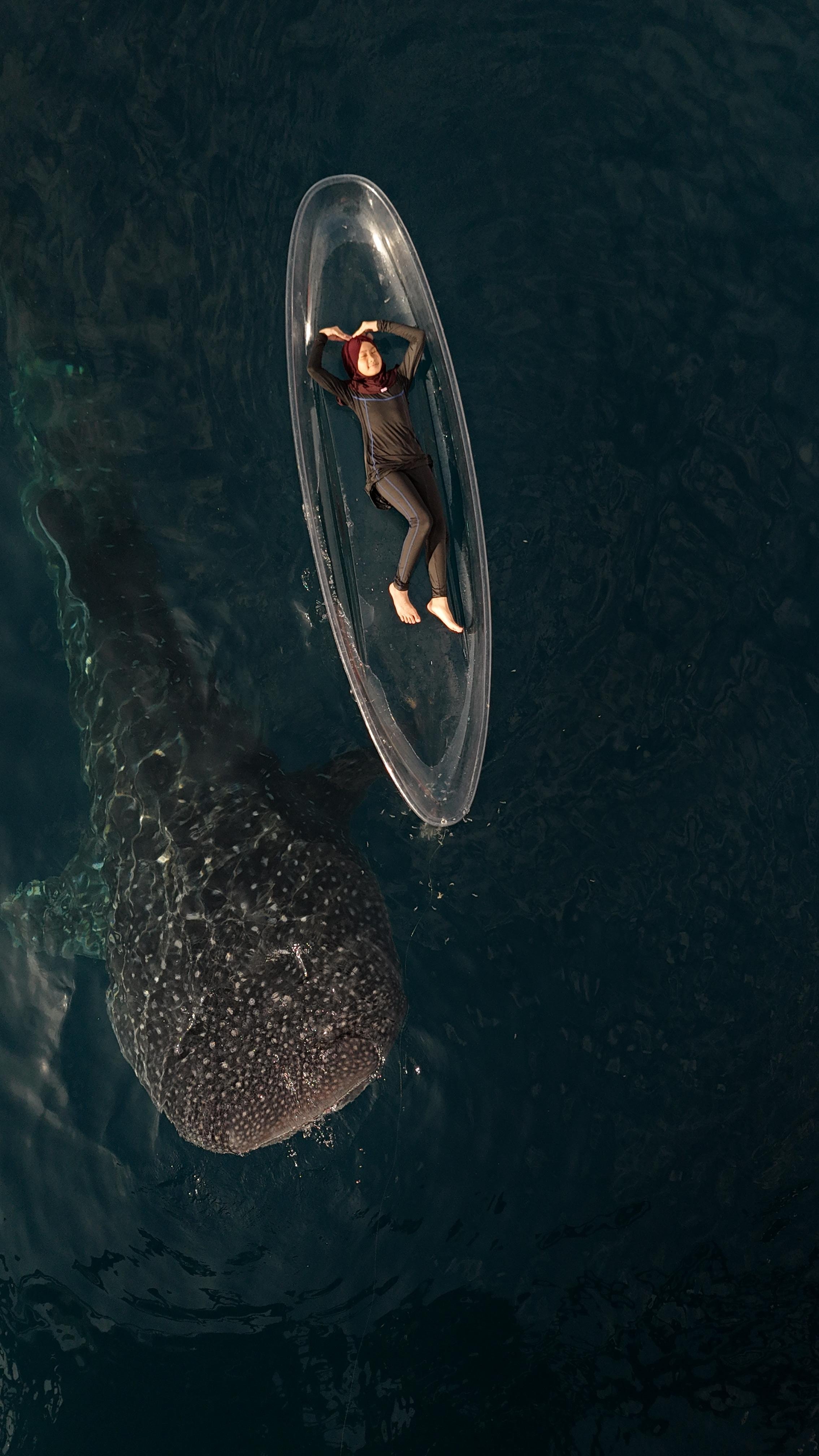Whale Shark Encounter in Saleh Bay