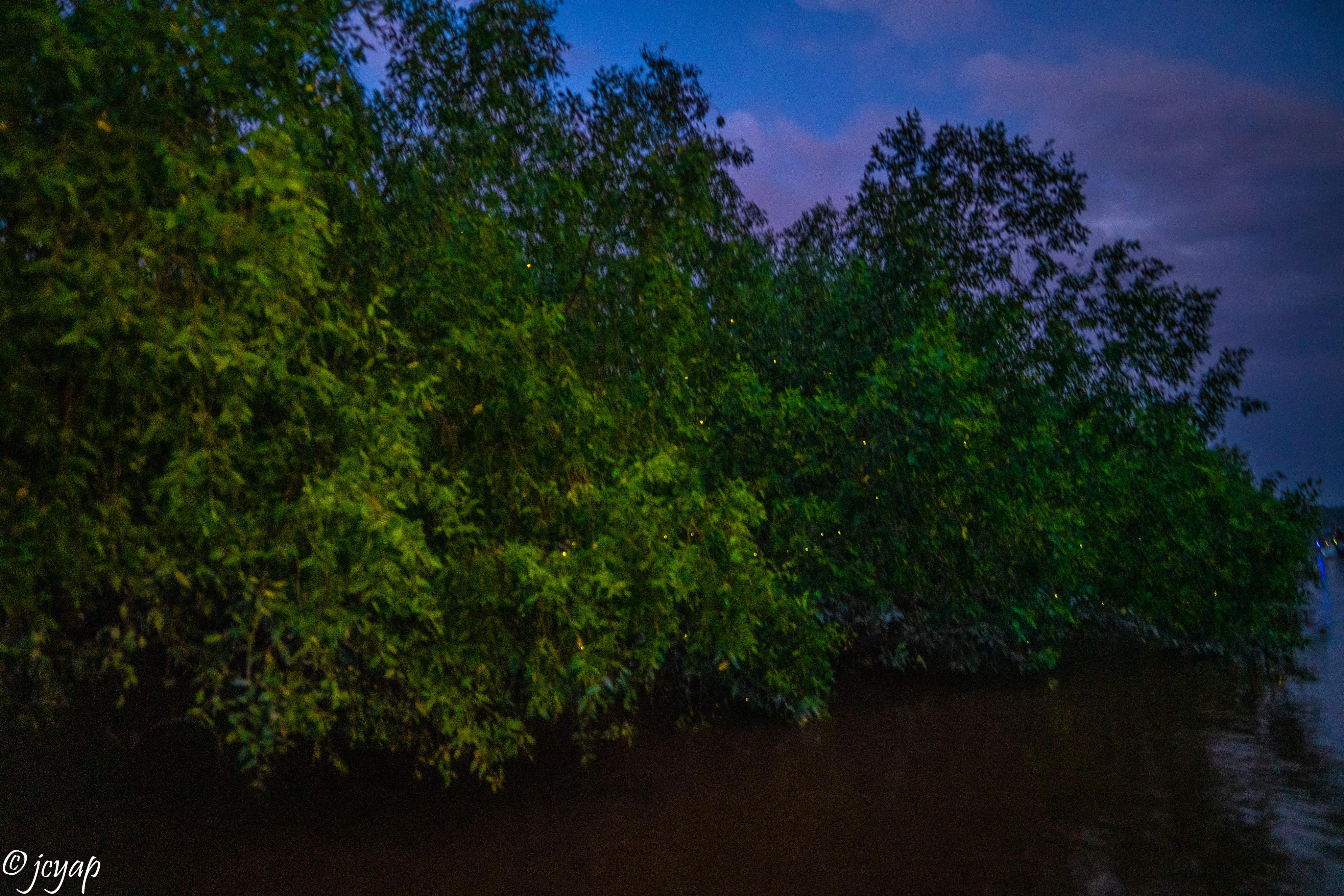 Selangor River Firefly Boat Tour