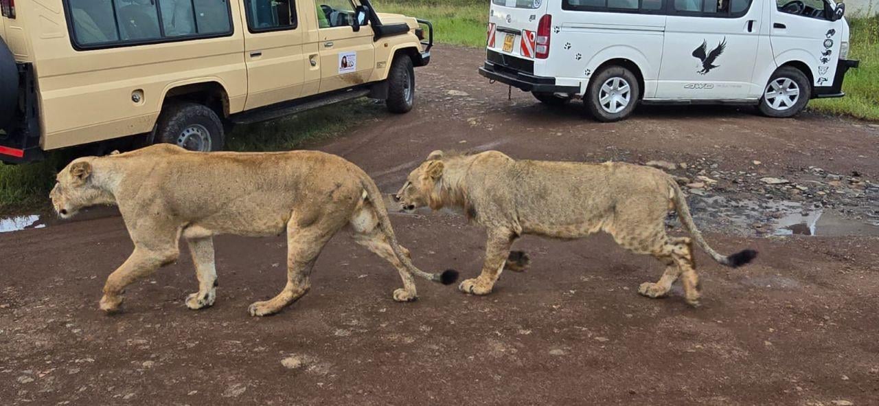 Nairobi Safari: National Park, Elephant Orphanage & Giraffe Center