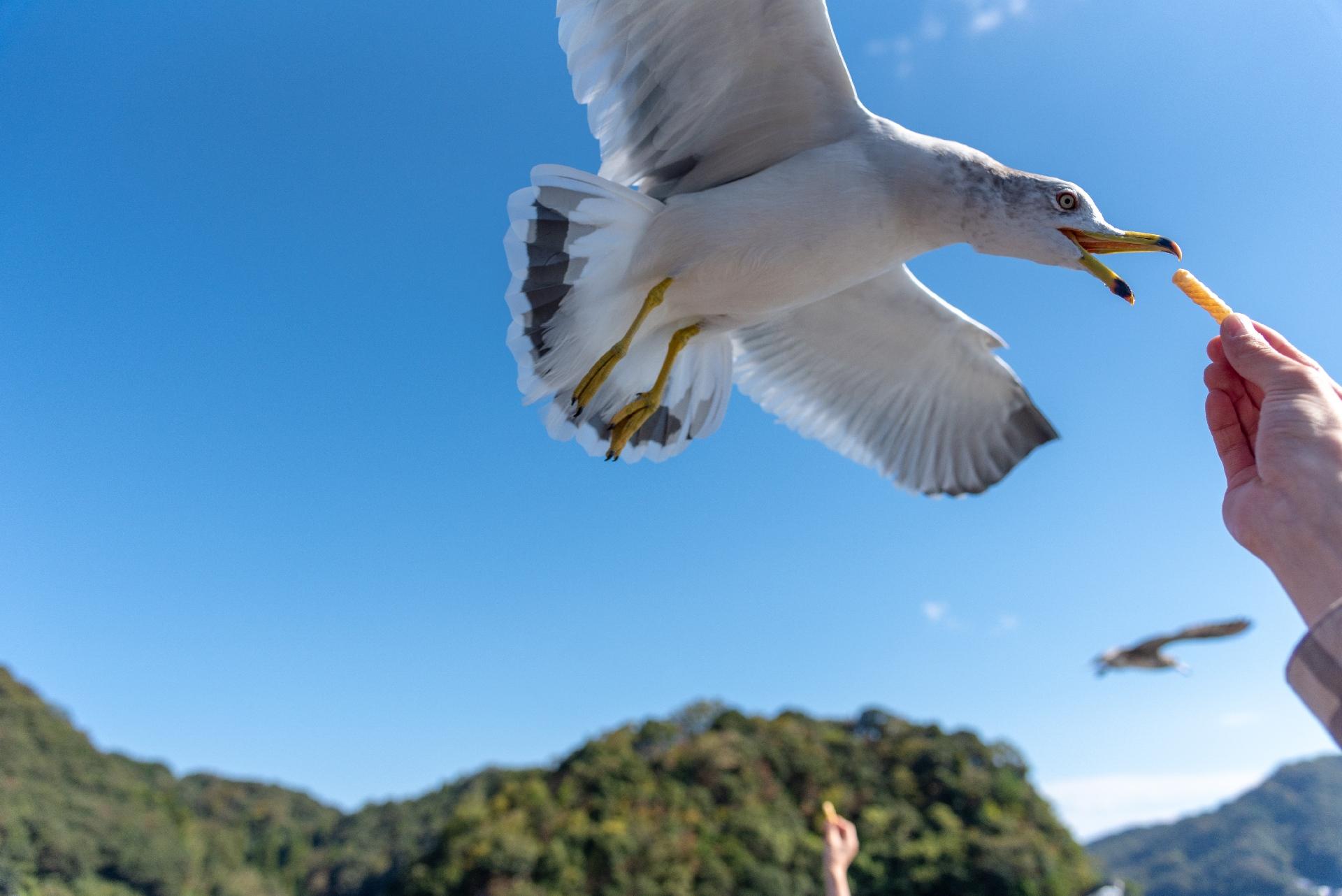 Ine Bay and Amanohashidate Scenic Day Tour from Kyoto or Osaka