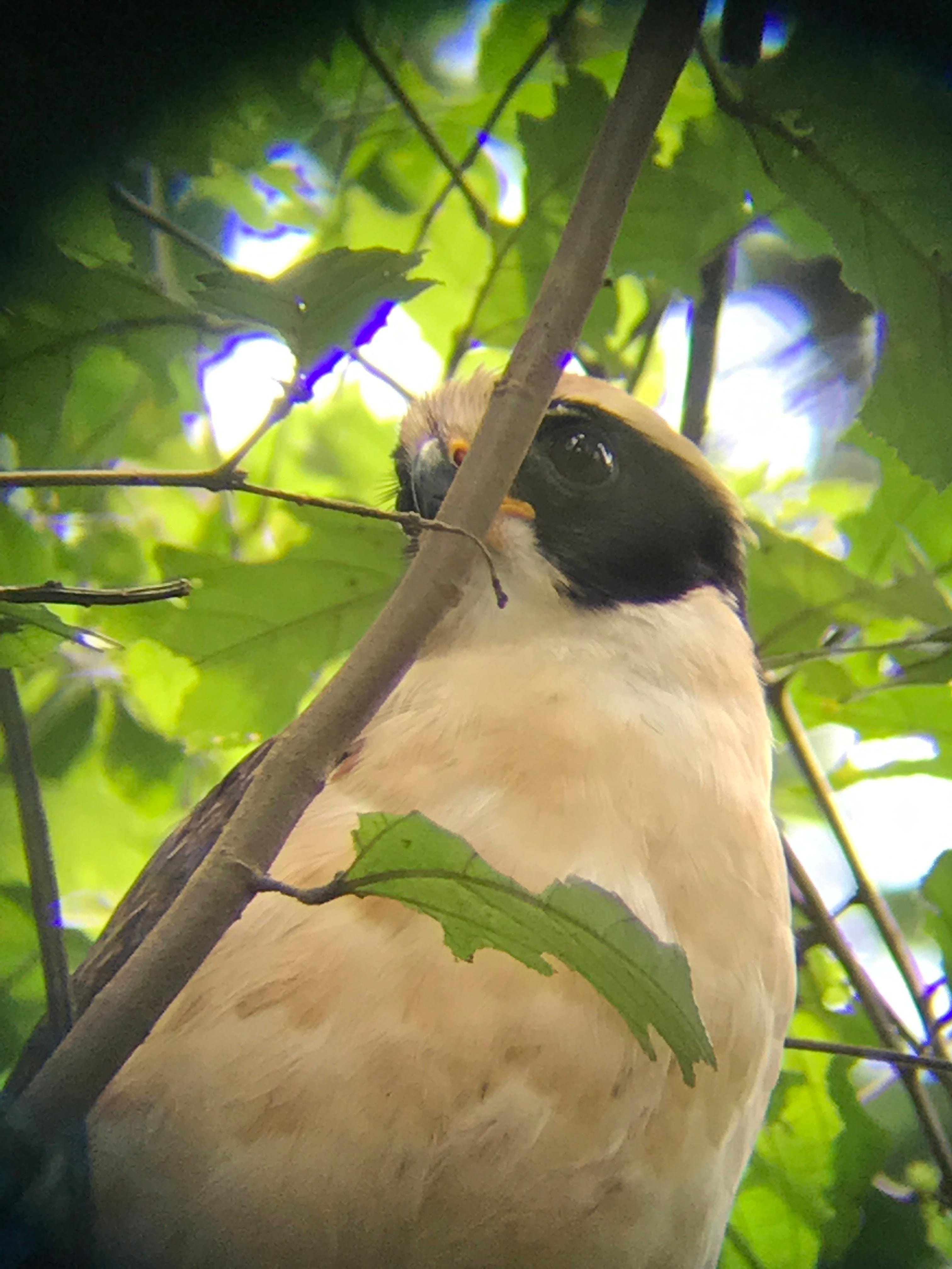Manuel Antonio National Park: Expert-Guided Wildlife Hike