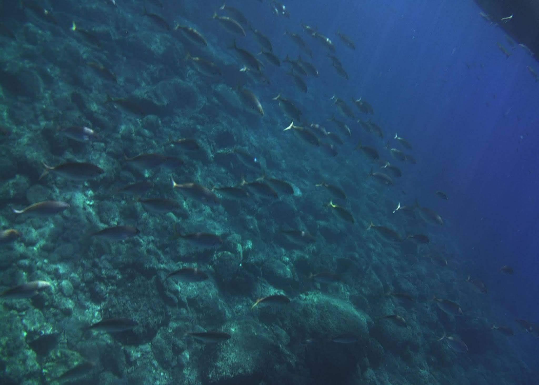 Private Boat Charter: Taormina Coast & Isola Bella