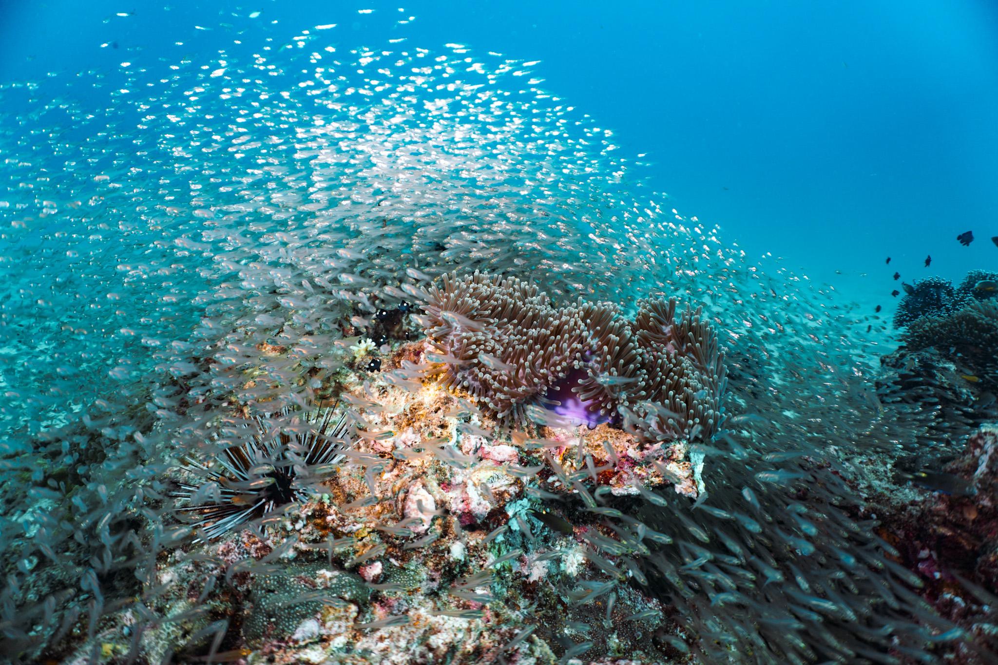 Phi Phi PADI Discover Scuba: 2-Dive Beginner Experience