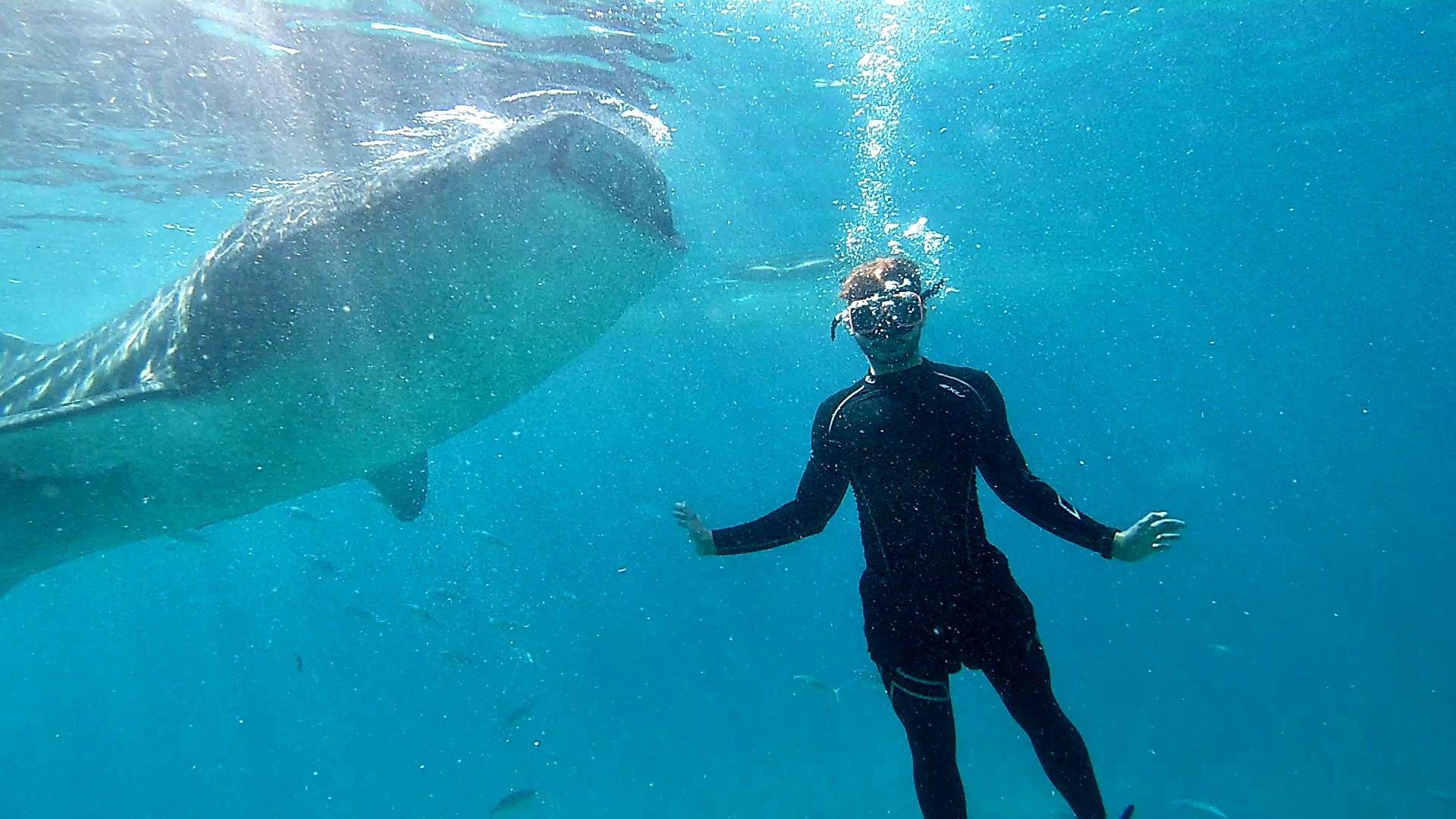Cebu: Whale Shark Swim & Kawasan Falls Canyoneering Day Tour