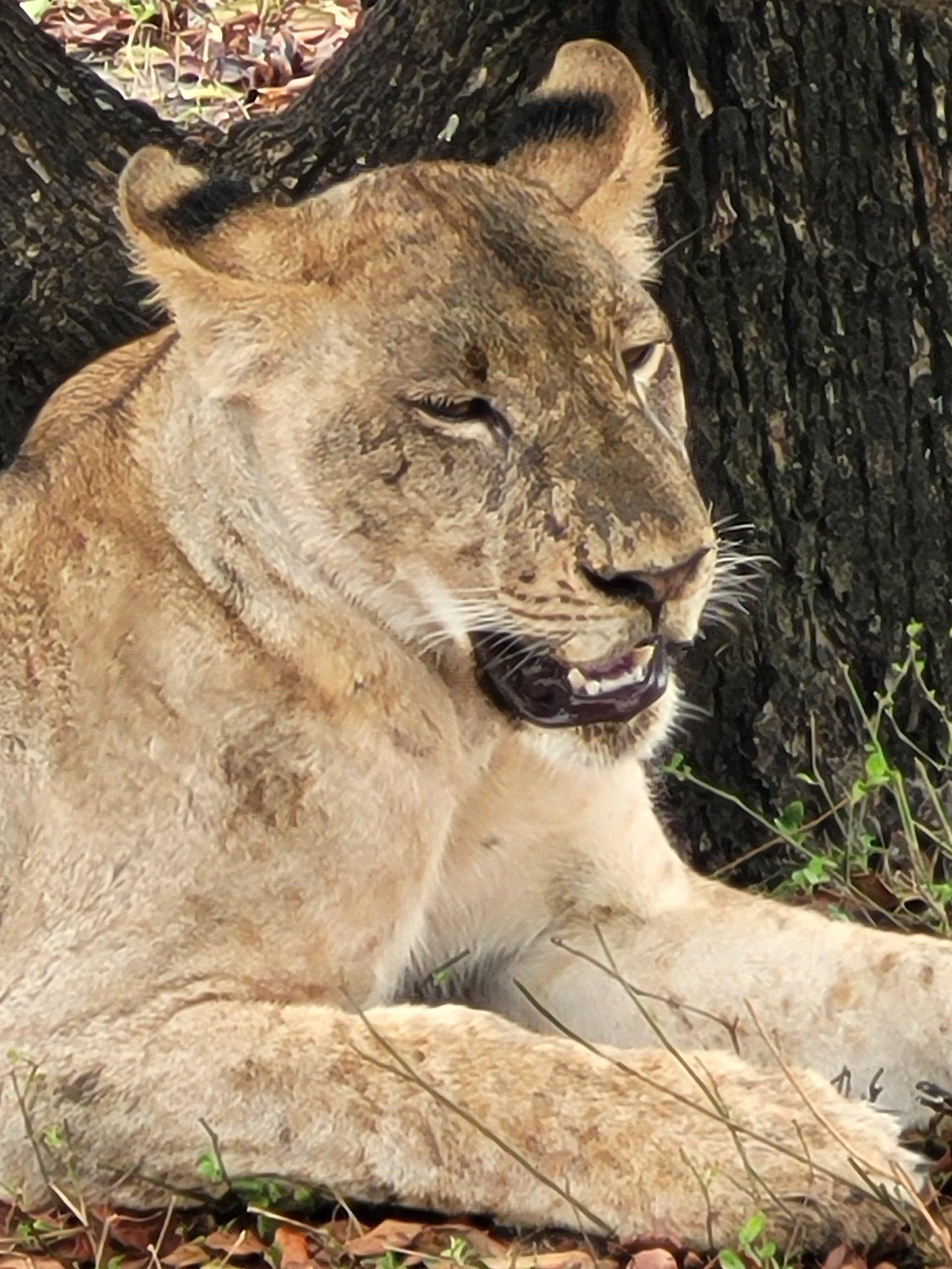 Zanzibar to Selous: Full-Day Safari with Bush Lunch (+ 2-Day Option)