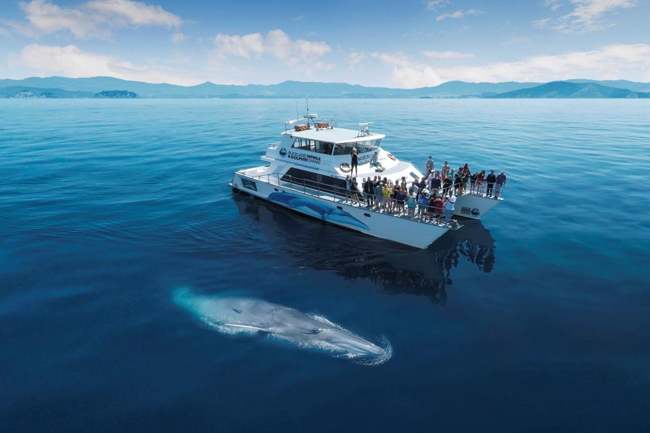 Half-Day Whale & Dolphin Eco-Cruise in Auckland
