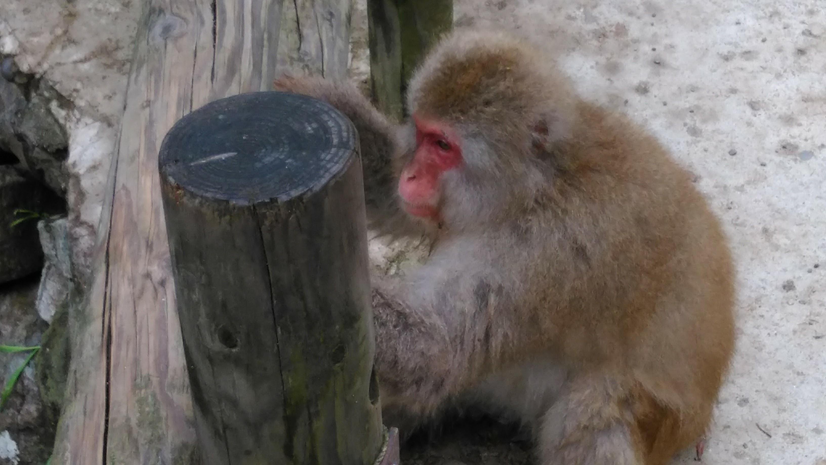 Nagano Snow Monkey & Obuse Cultural Day Tour