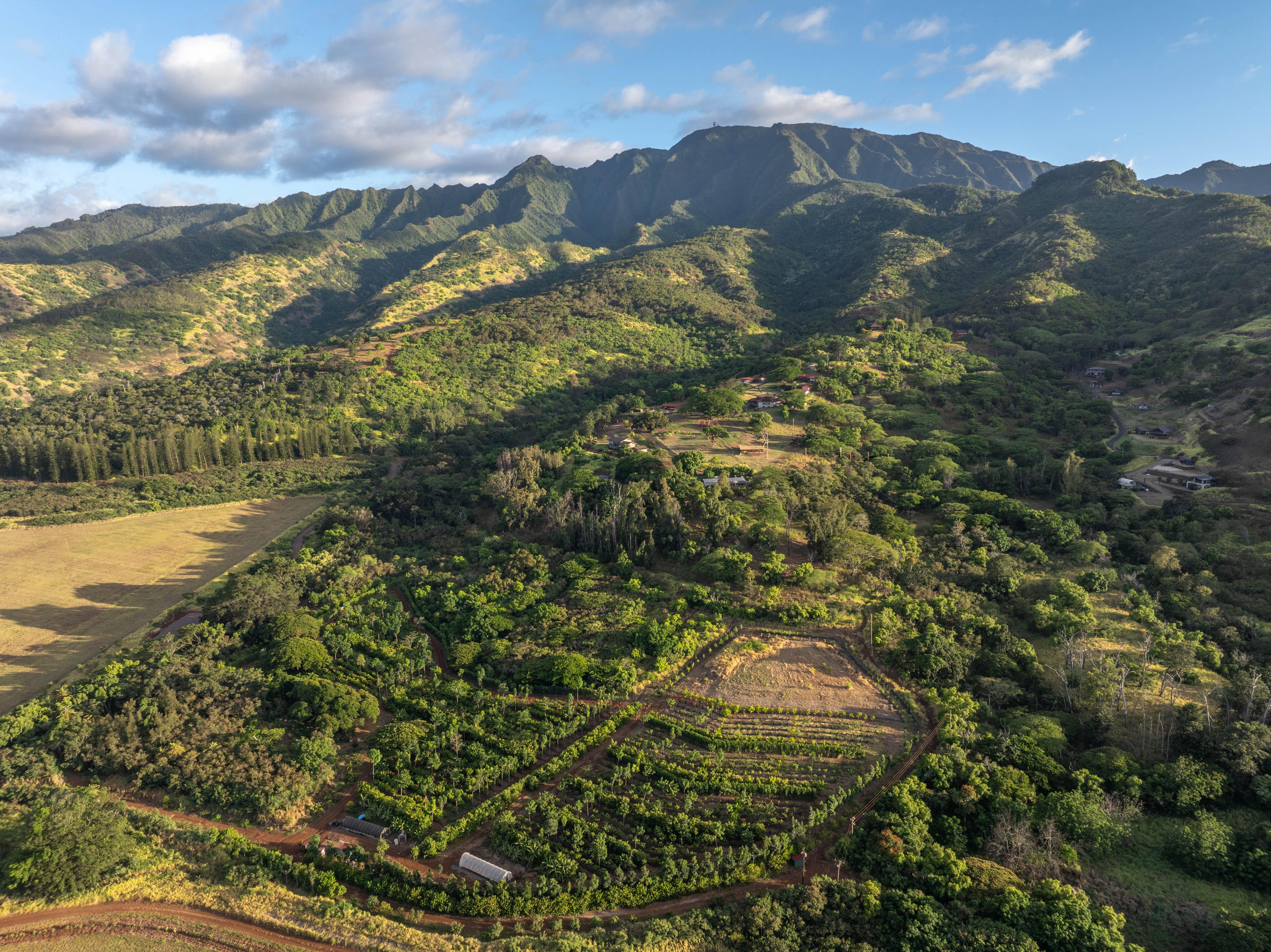 North Shore Cacao Farm Tour & Chocolate Tasting