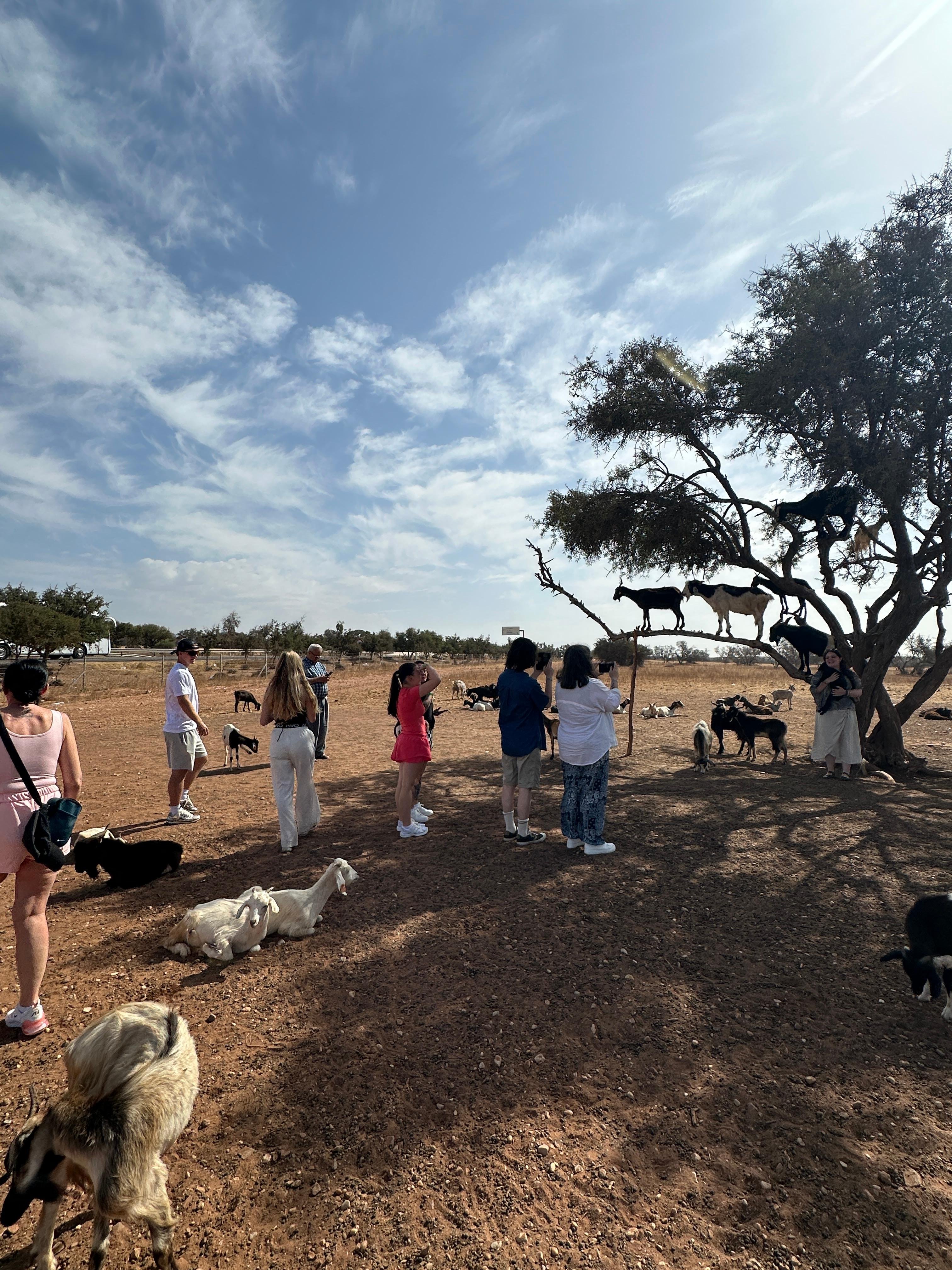 Agadir: Argan Goats and Crocoparc Excursion