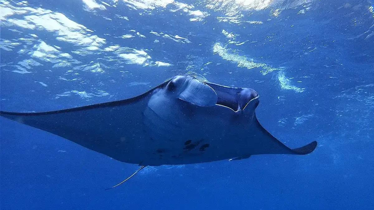 Private Nusa Penida Land & Manta Ray Snorkeling