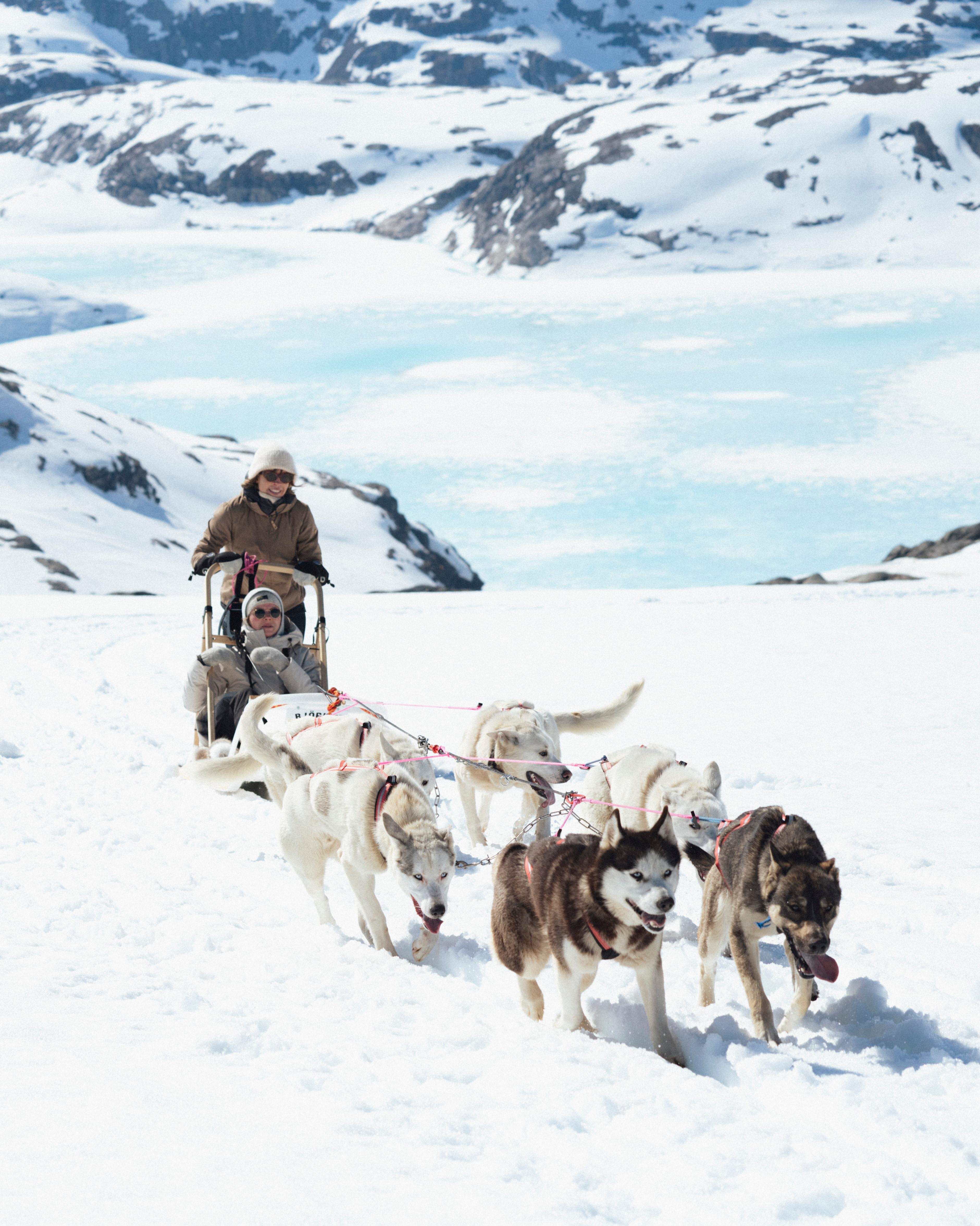 Tromsø Dog Sledding Adventure on Kvaløya