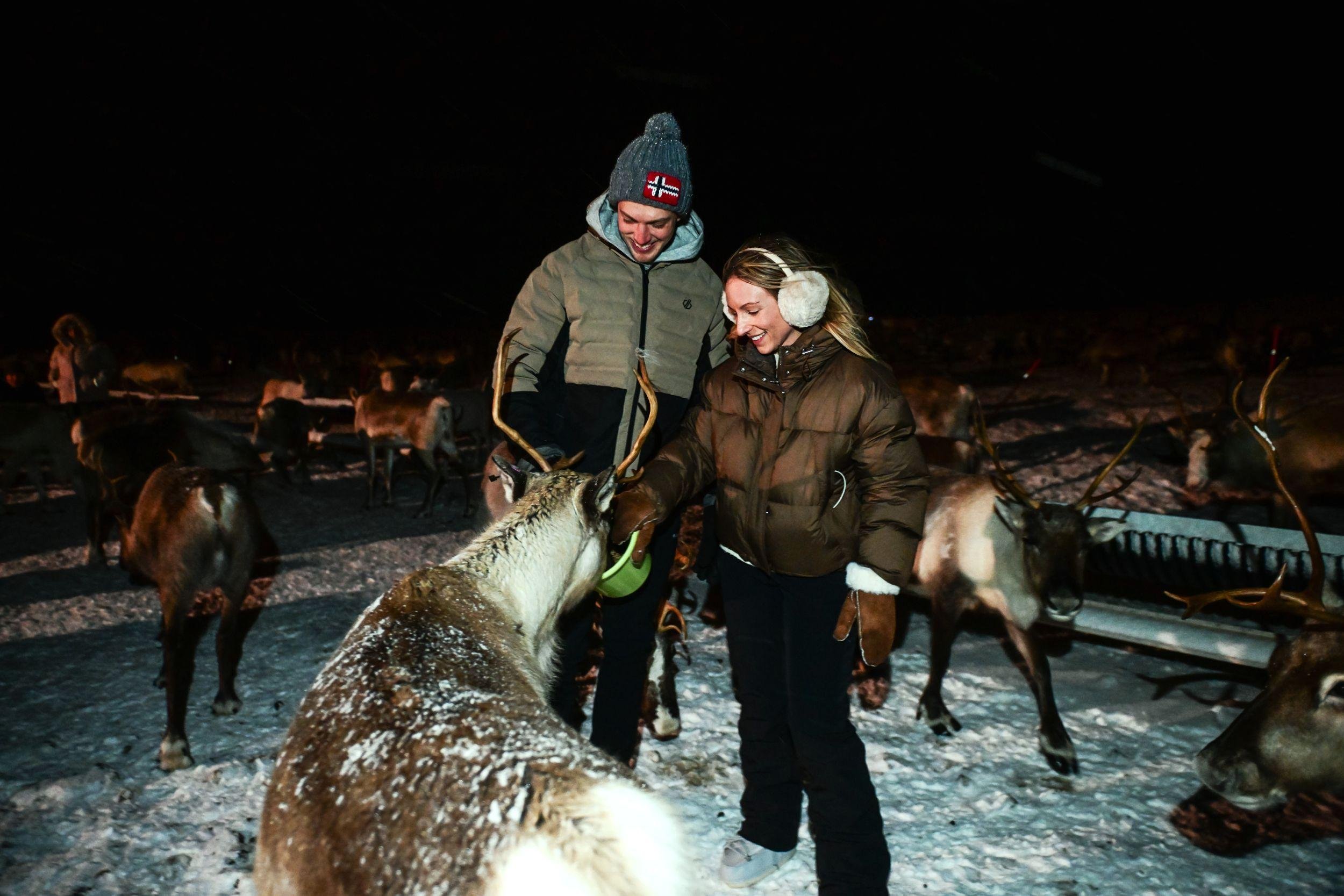 Tromsø: Reindeer Sled, Dinner, and Chance of Northern Lights