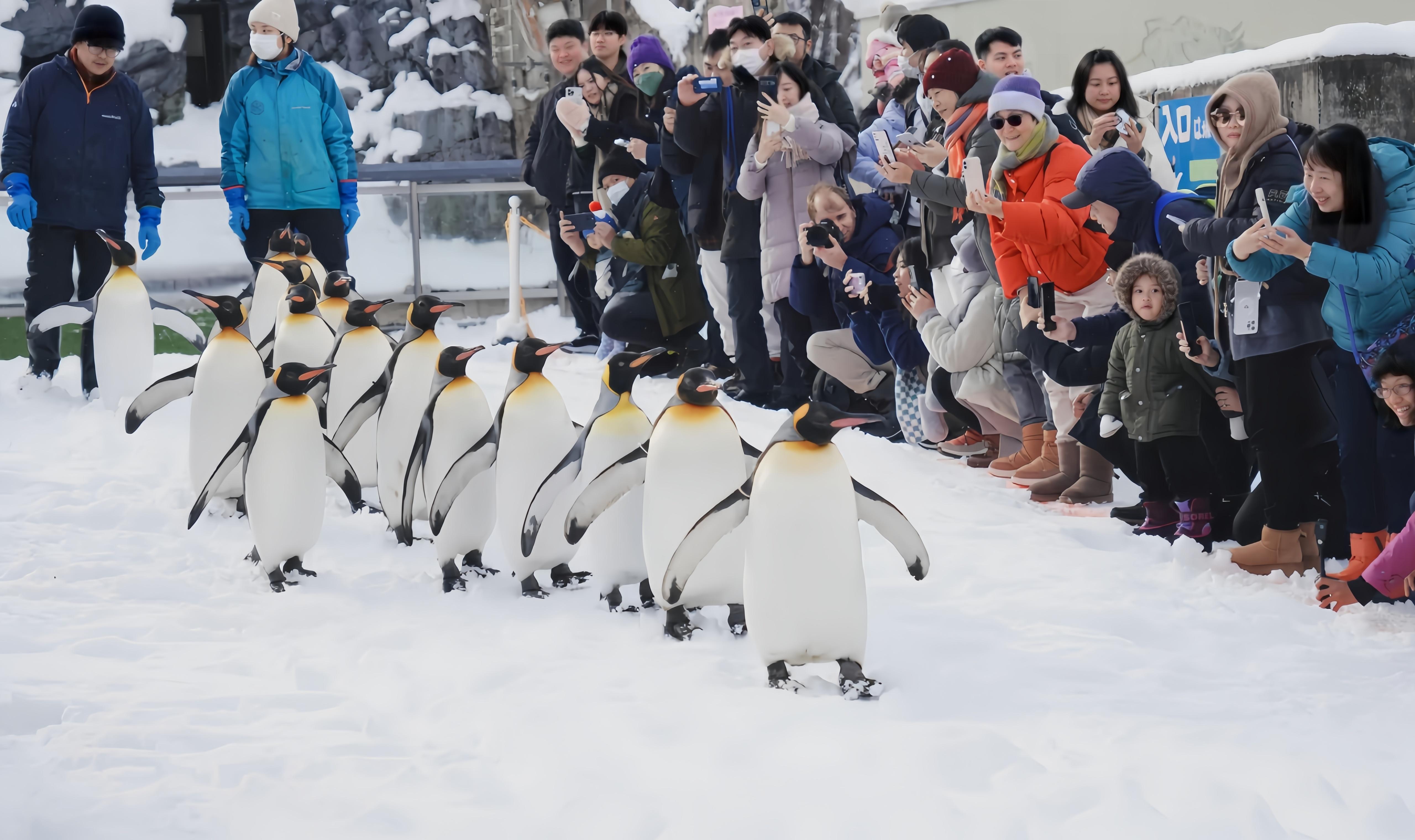 Hokkaido Winter Day Tour: Asahiyama Zoo & Snowfields from Sapporo