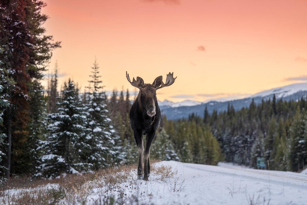 Jasper: Winter Wildlife Bus Tour in Jasper National Park