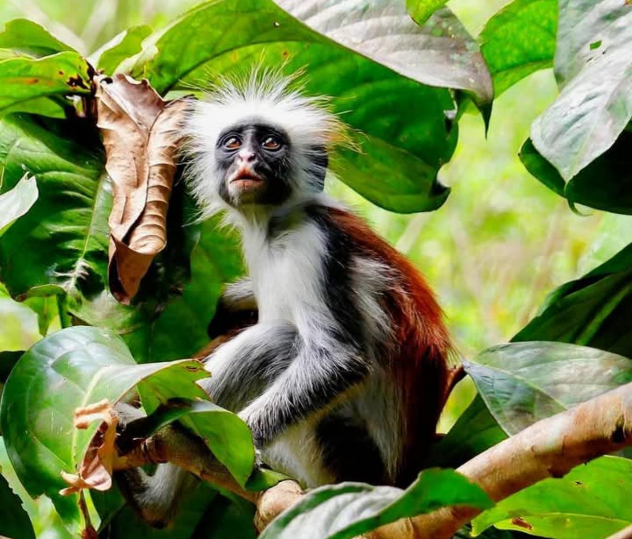 Zanzibar: Jozani Forest, Salaam Cave & The Rock Restaurant Day Tour
