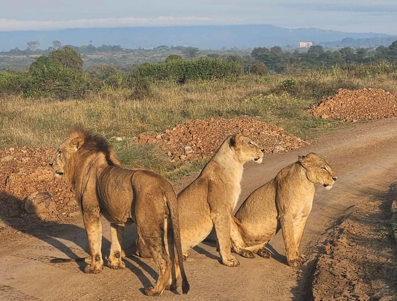Nairobi Safari: National Park, Elephant Orphanage & Giraffe Center