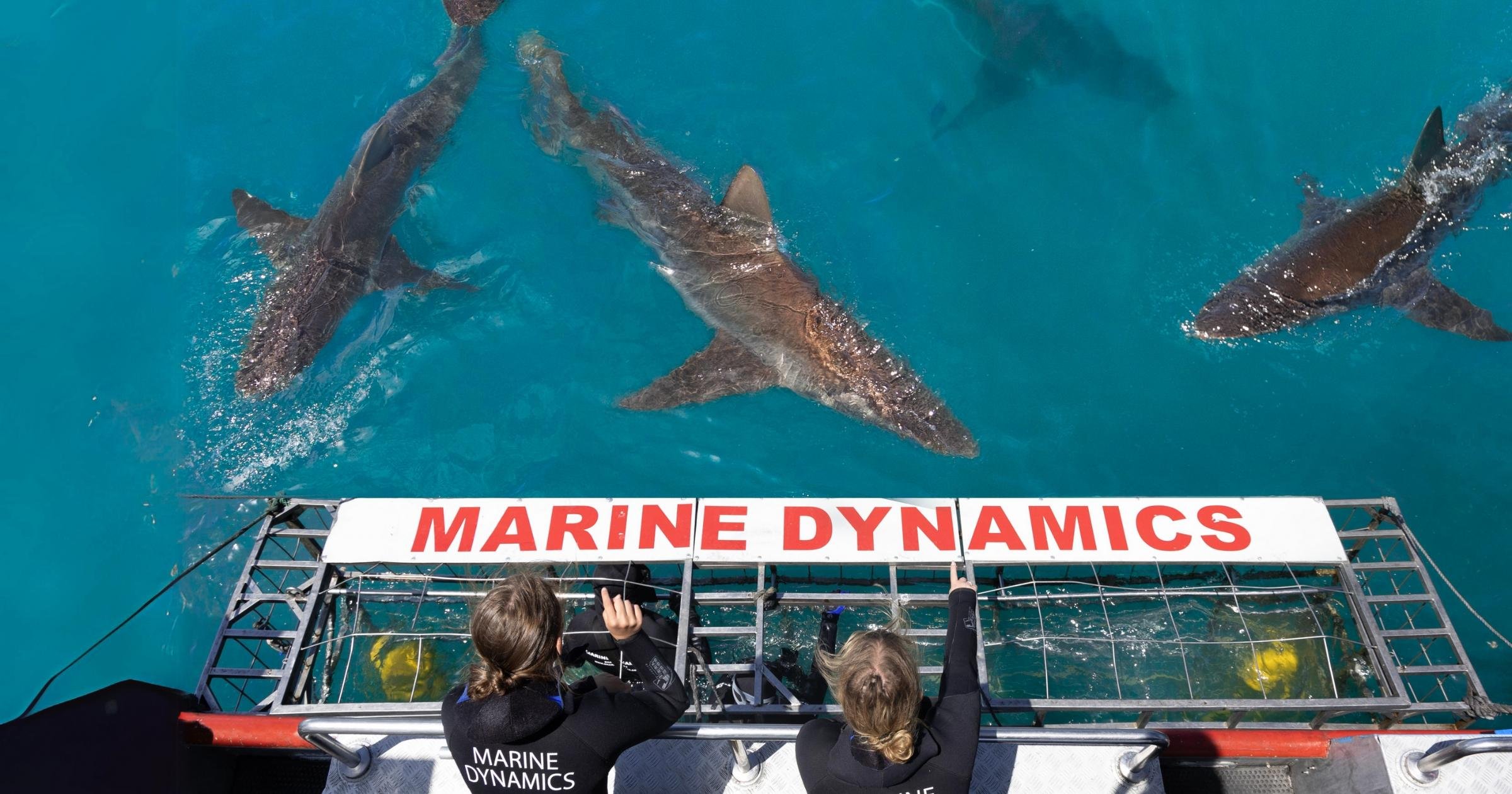 Gansbaai Eco Shark Cage Diving from Cape Town