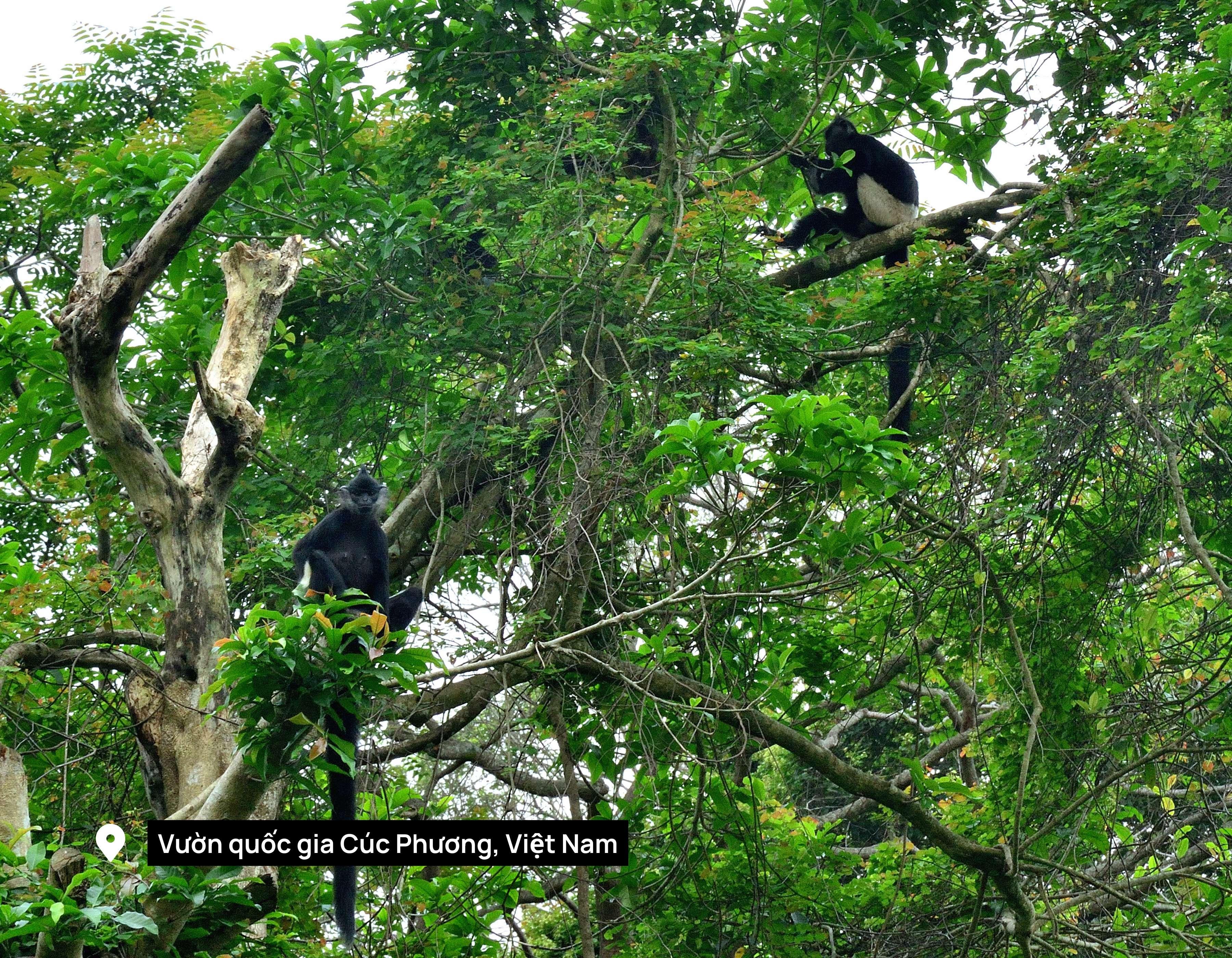 Cuc Phuong National Park: Wildlife, Cave & Jungle Trek Day Tour