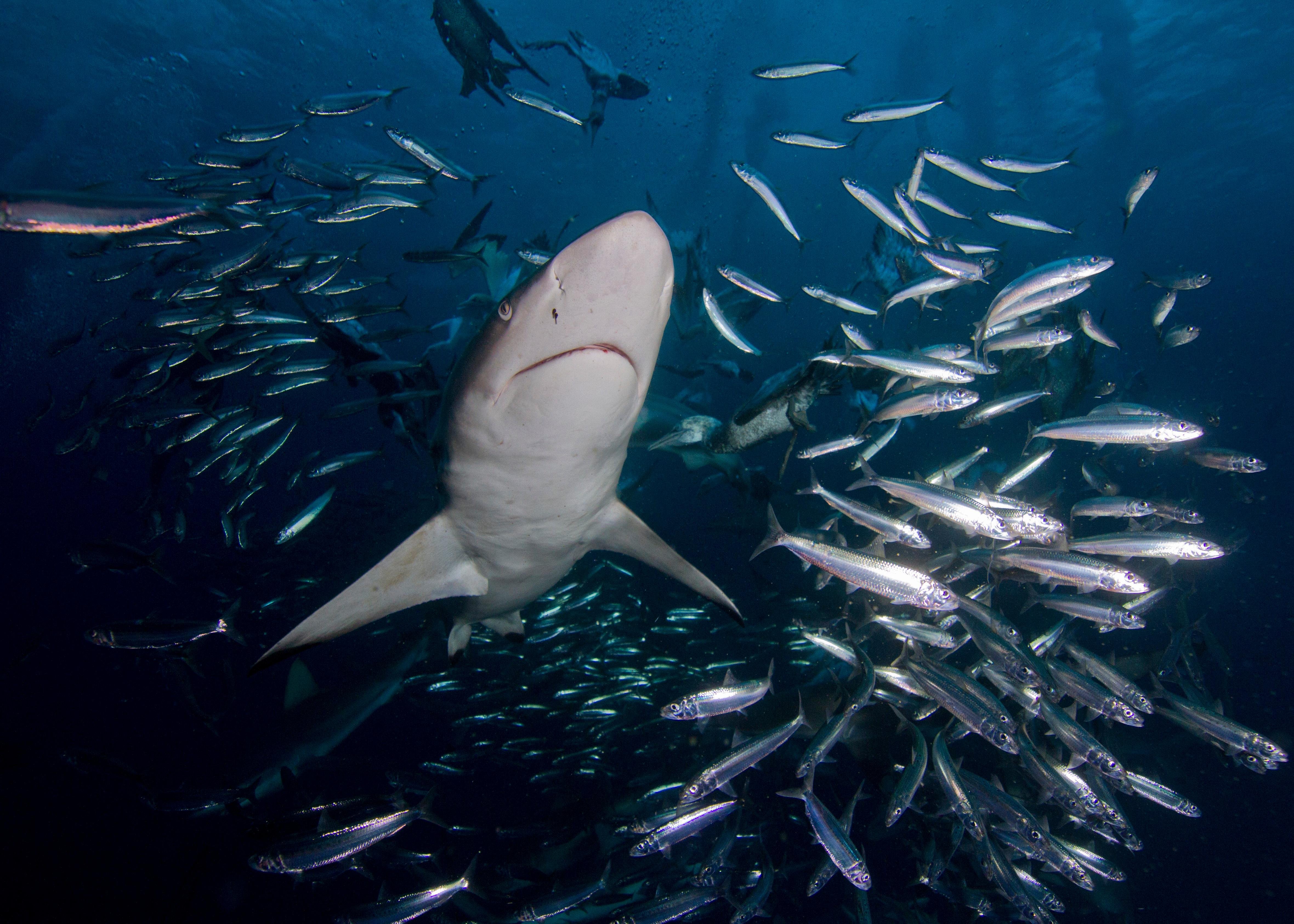 Cape Town Shark Cage Diving Adventure