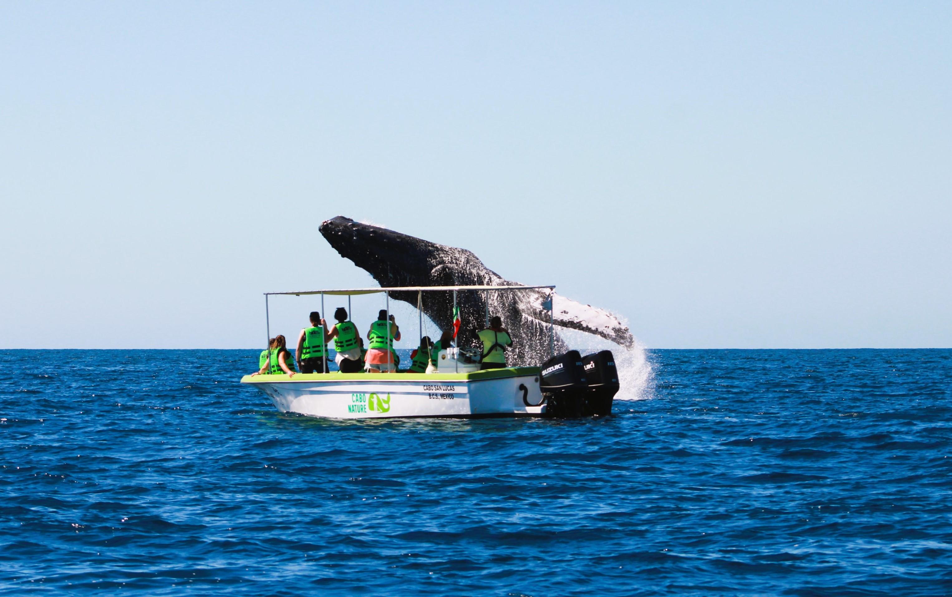 Cabo Whale Watching with All-Female Crew & Marine Biologist