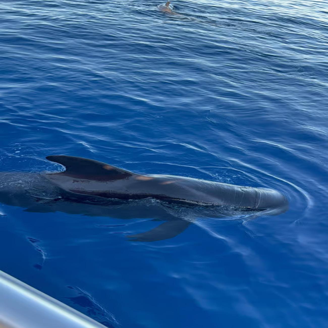 Tenerife Eco-Yacht Whale & Dolphin Watching Cruise
