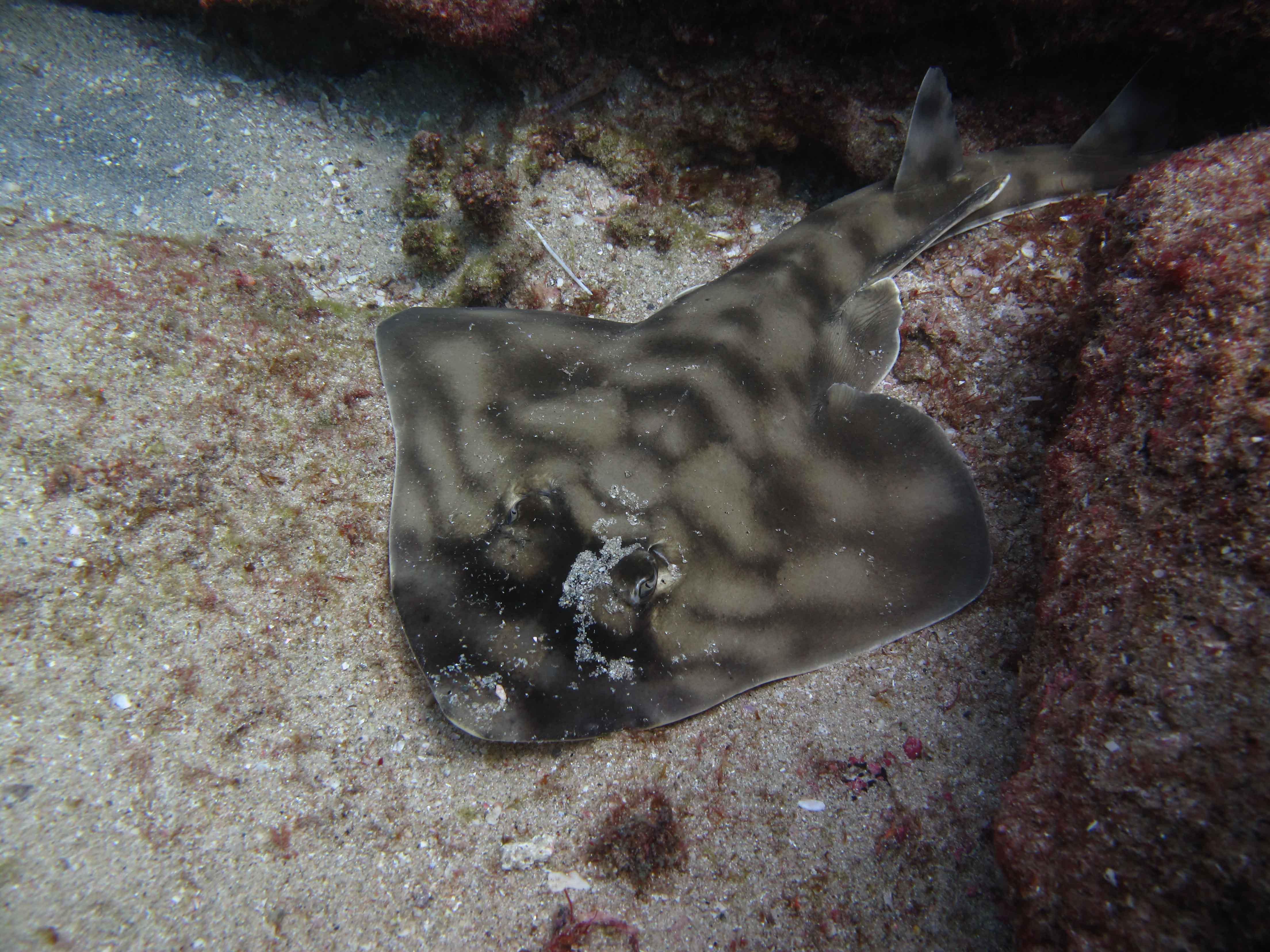 Cabo San Lucas Marine Park: Two-Tank Scuba Diving Adventure