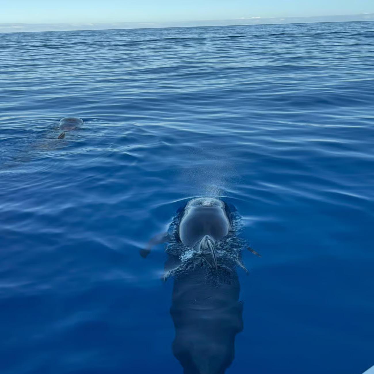 Tenerife Eco-Yacht Whale & Dolphin Watching Cruise