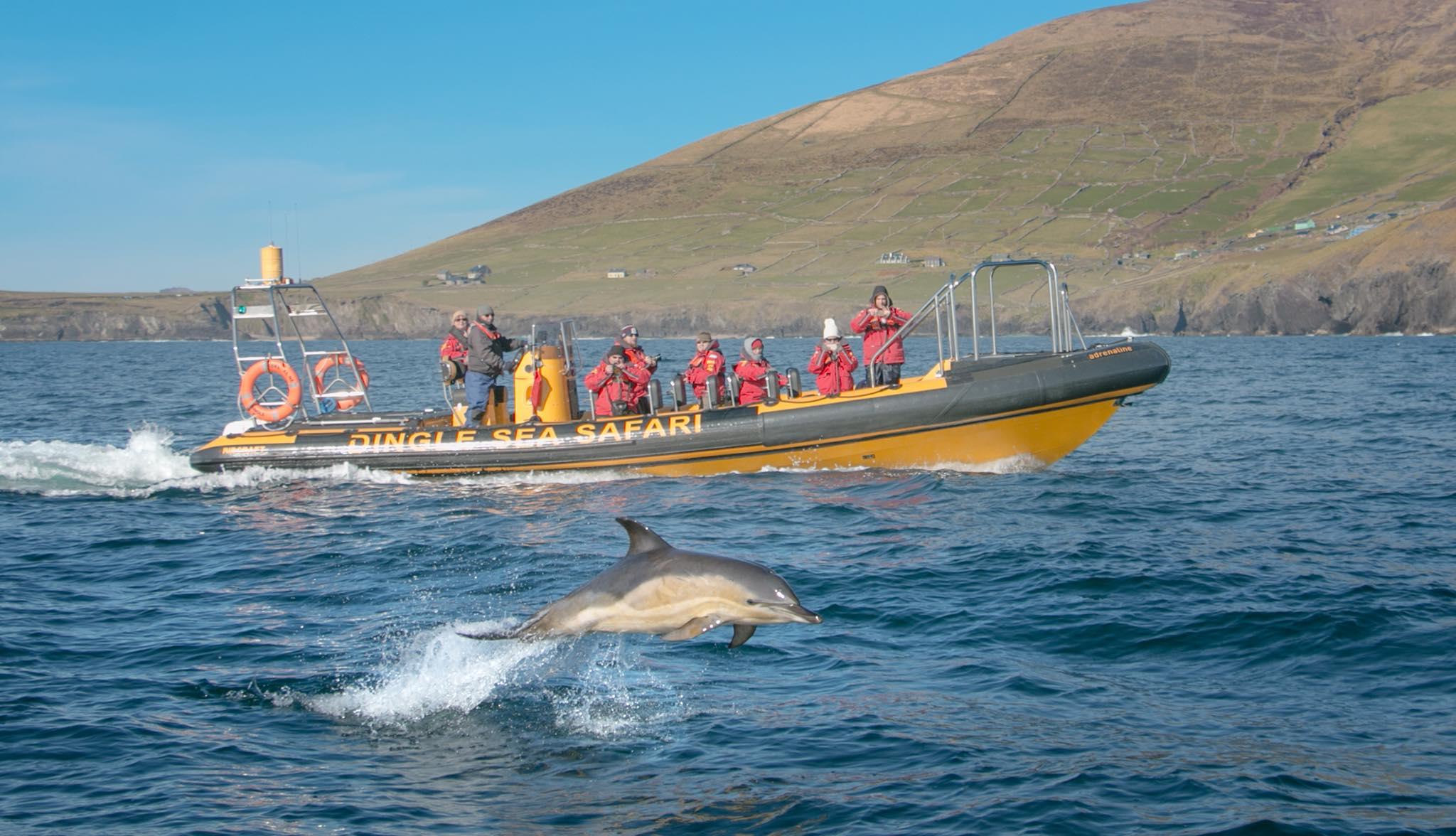 Dingle Bay RIB Boat Sea Safari
