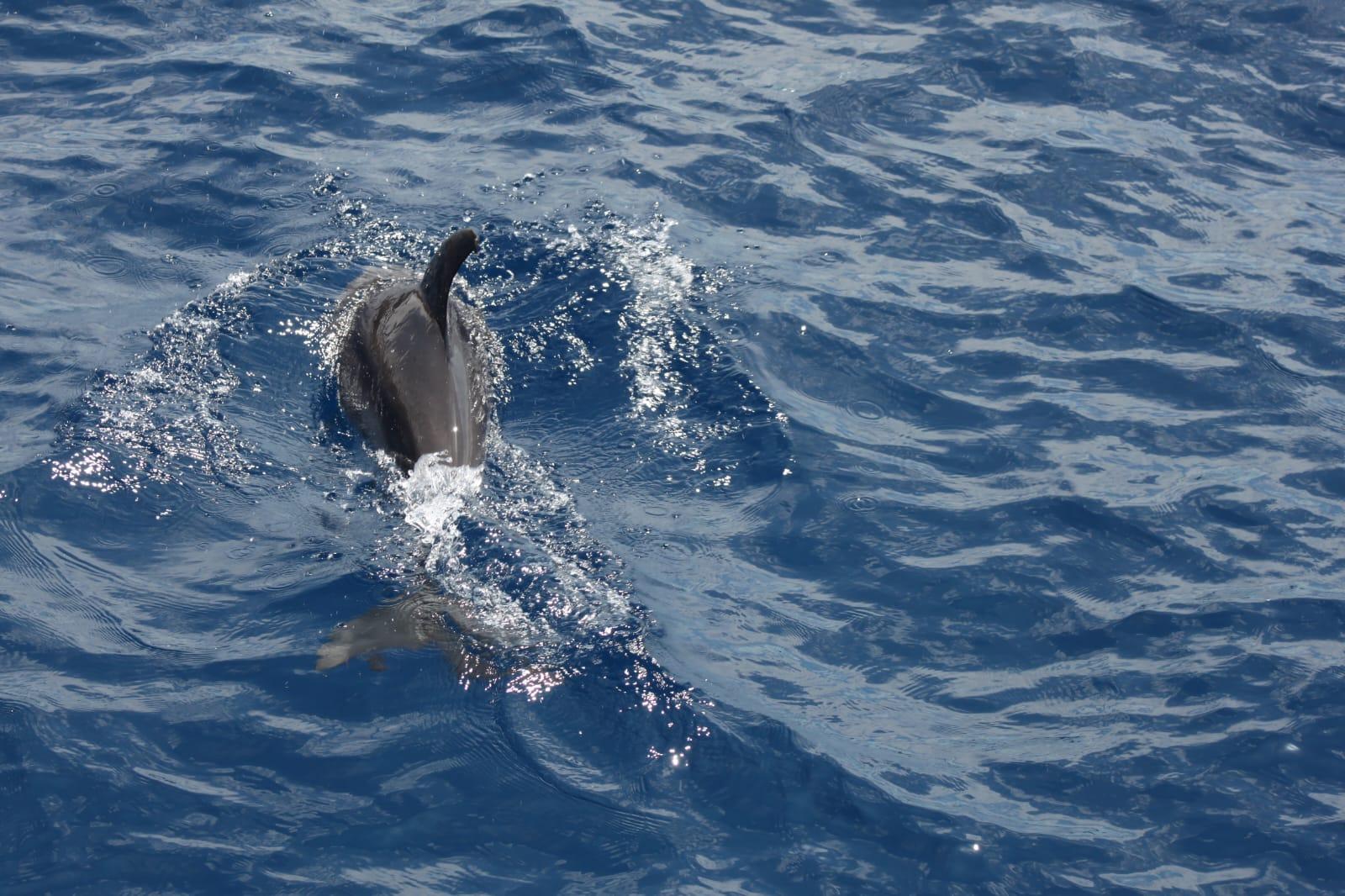 Luxury Whale Watching Safari in South Tenerife