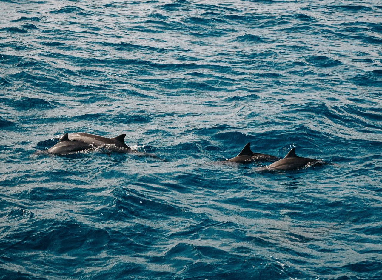 Zanzibar Dolphin Swim & Coral Reef Snorkel – Wildlife-First Half-Day Tour