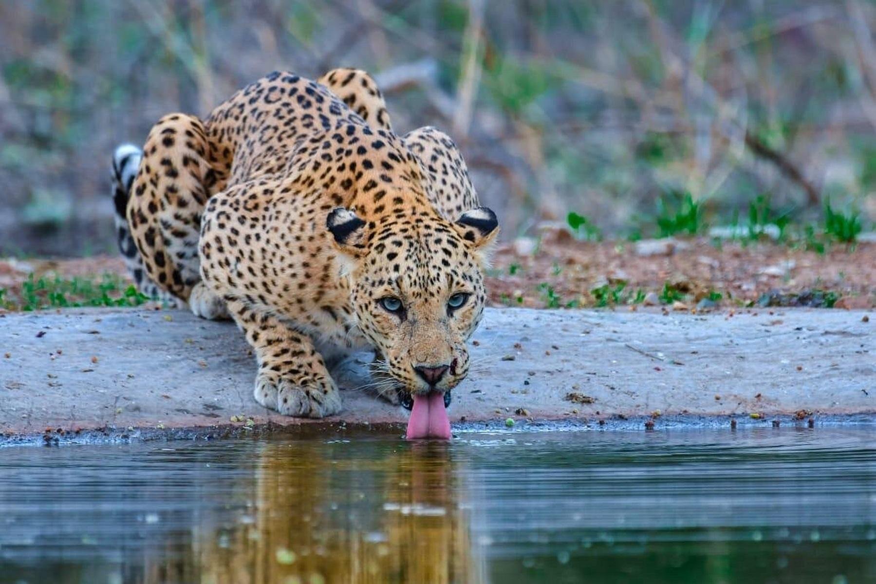 Jaipur Leopard Safari & City Experience